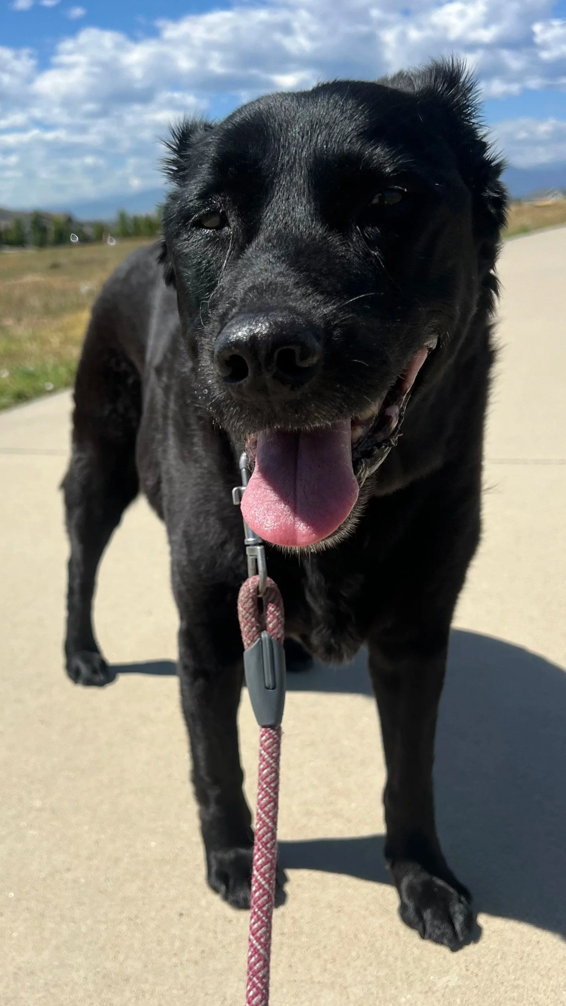 7 Things Your Pet Sitter Wishes Every Client Knew