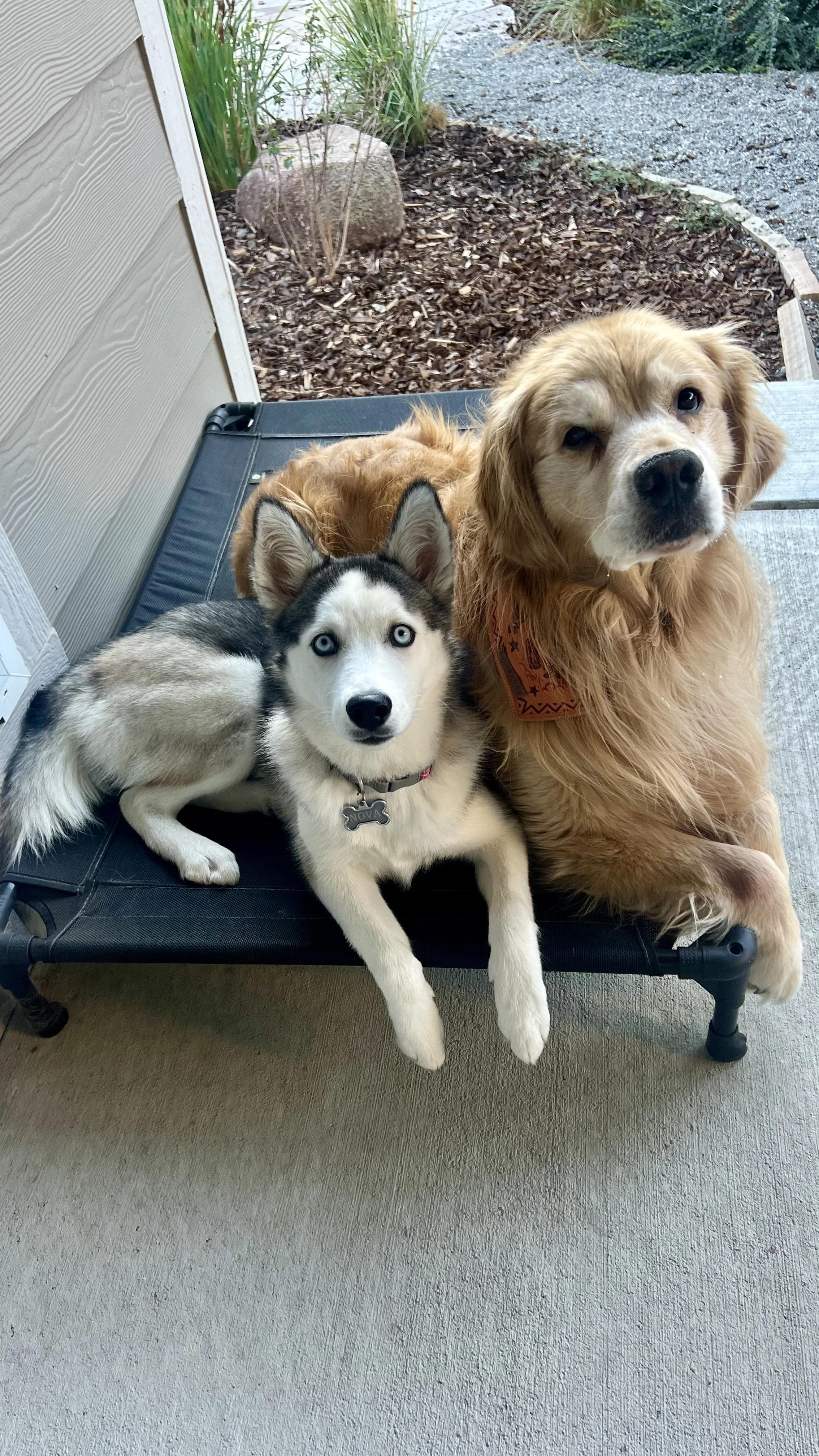 Puppy Home Alone While You Work? Build the Perfect Midday Routine