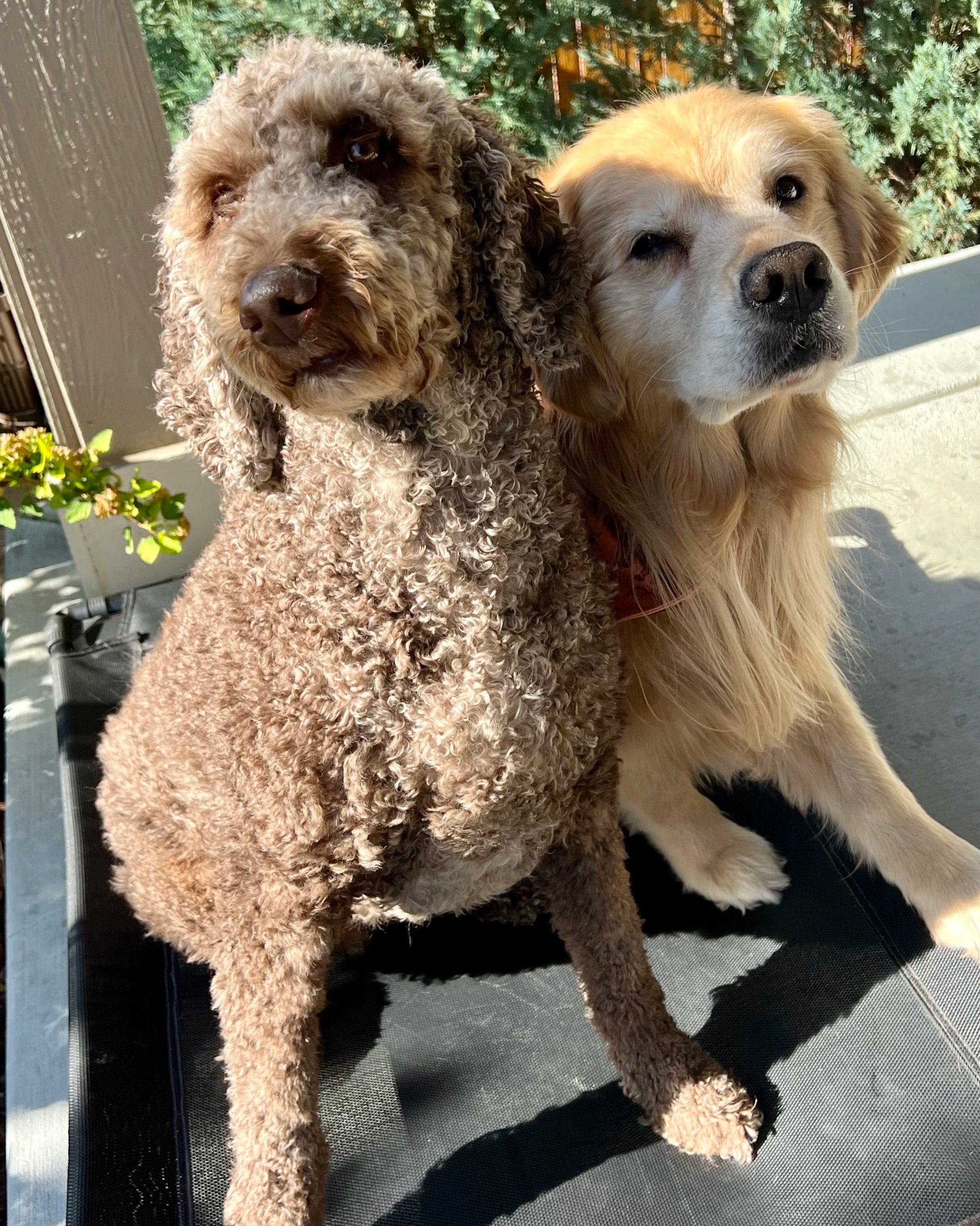Happy dogs hanging out on patio during professional dog boarding in Frederick Colorado.