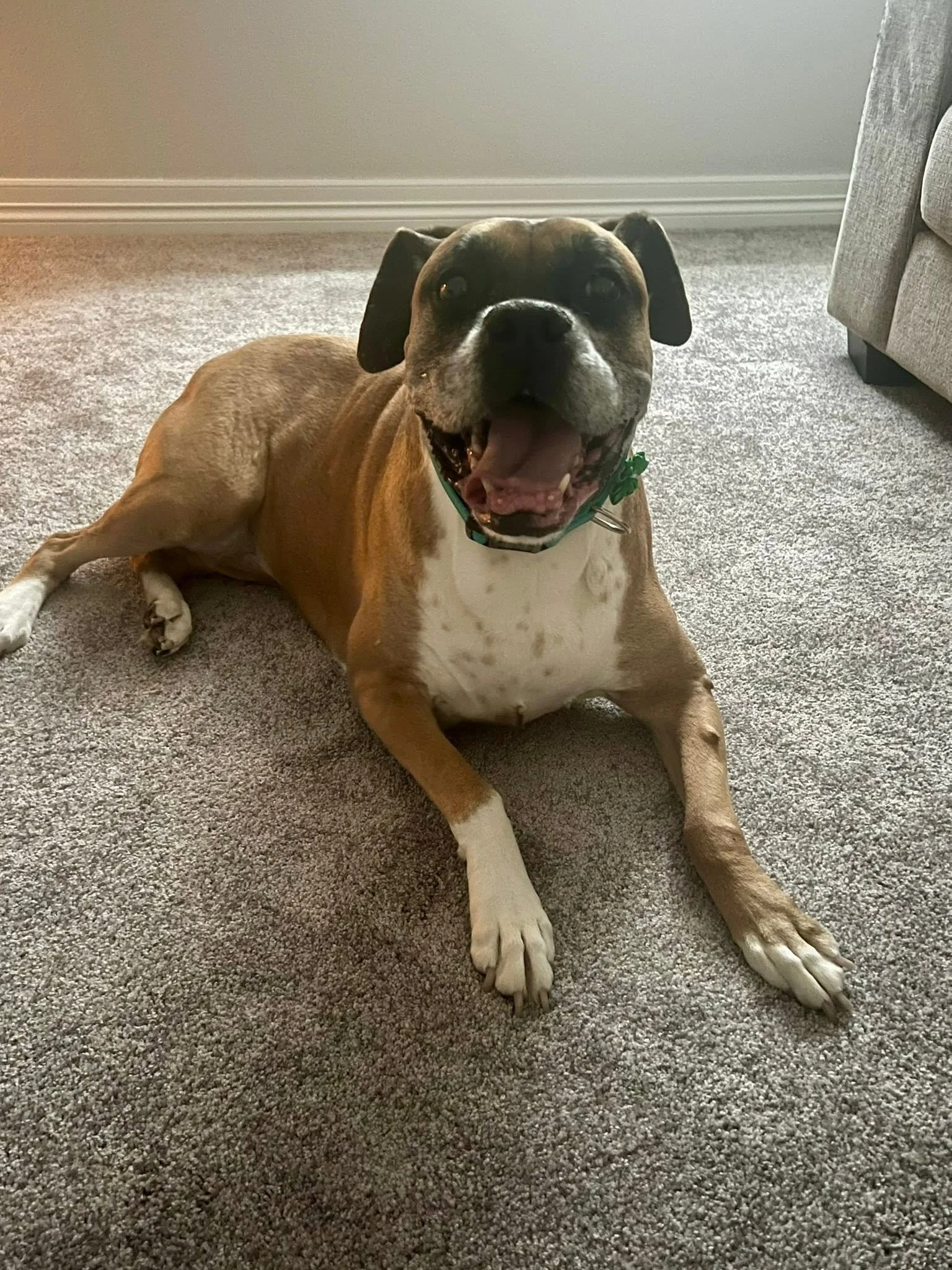 Professional pet sitting and dog walking services in Erie, Colorado