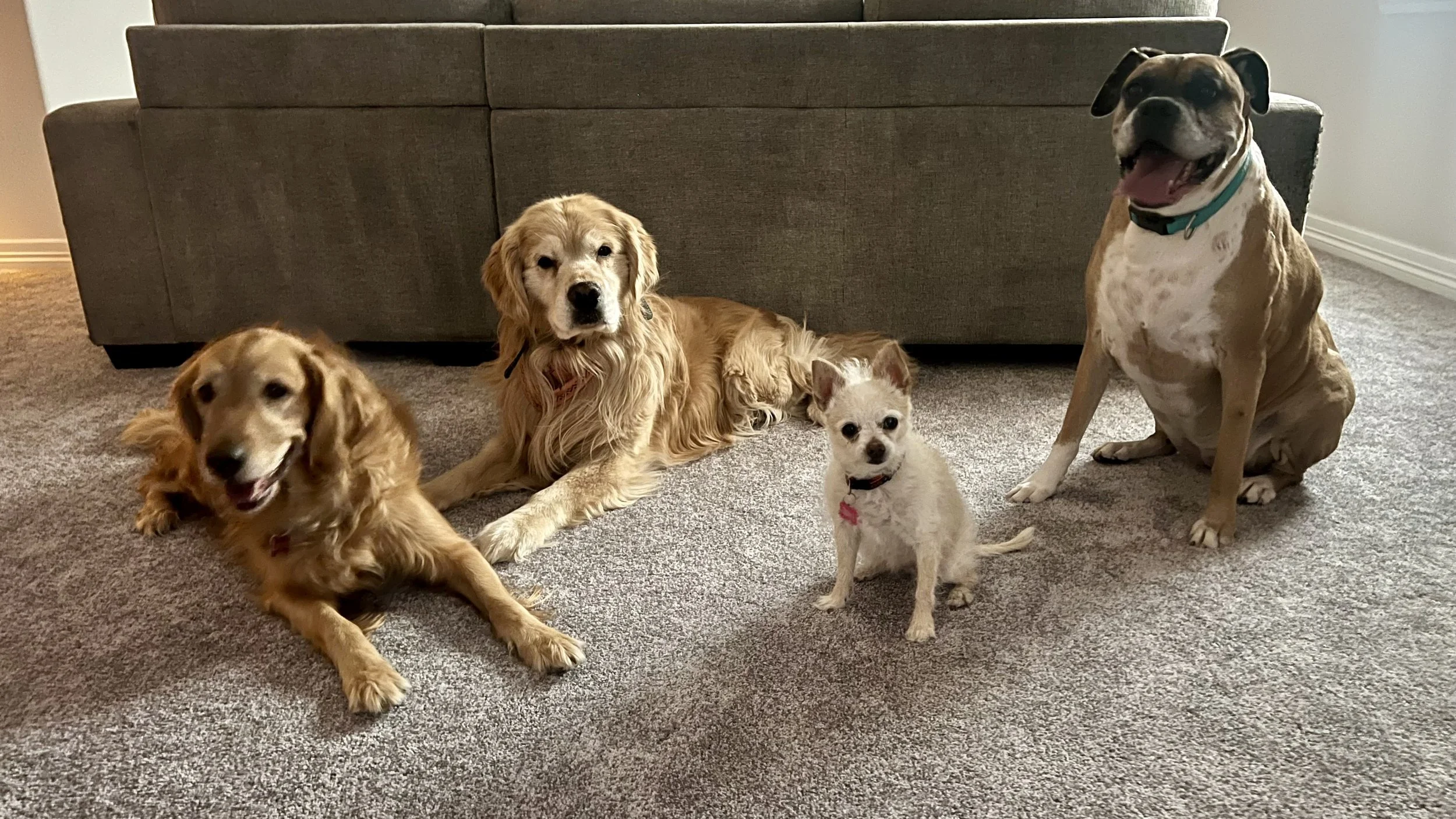 Social dogs enjoying supervised doggie daycare and summer enrichment activities in Colorado.
