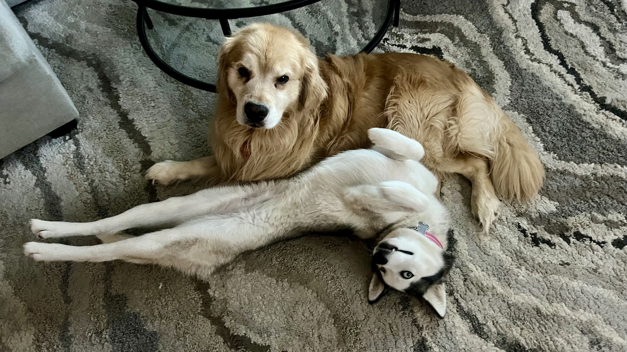 Happy puppy receiving professional midday care while its owner is away at work in Erie, CO