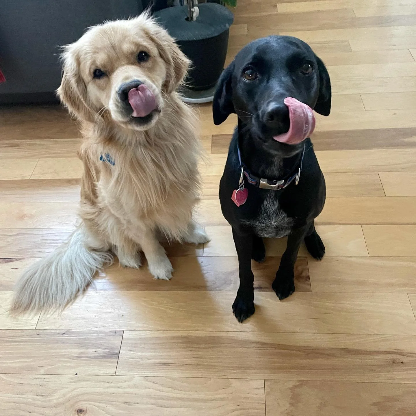 Contact Superior Pet Service for personalized pet care in Erie & surrounding Colorado areas - dog walking, boarding, grooming, pet sitting, overnight stays & more. Contact us today to schedule a meet & greet and start tailored care for your pet!