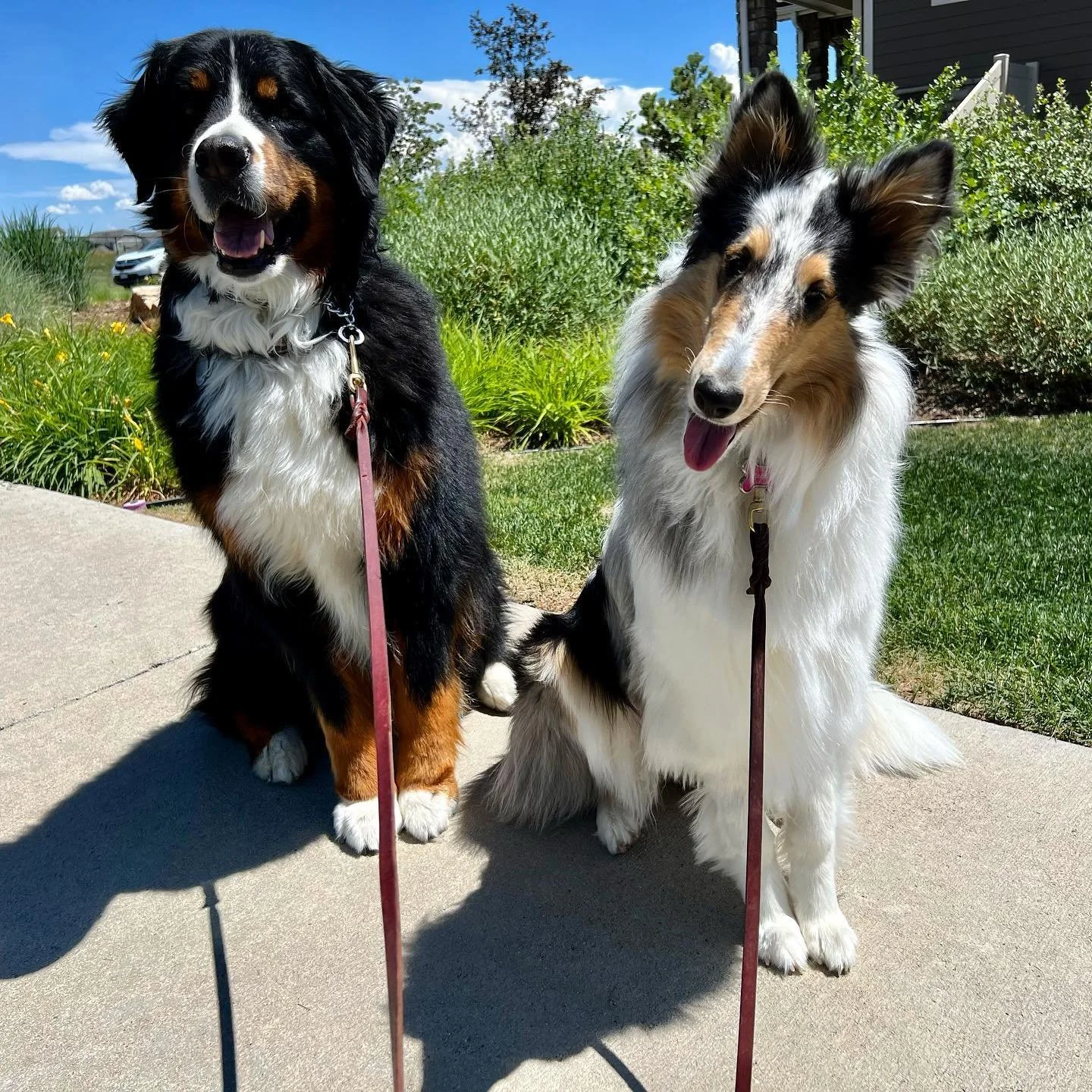 Professional dog walker in Frederick CO walking a dog in a neighborhood with safe, reliable pet care
