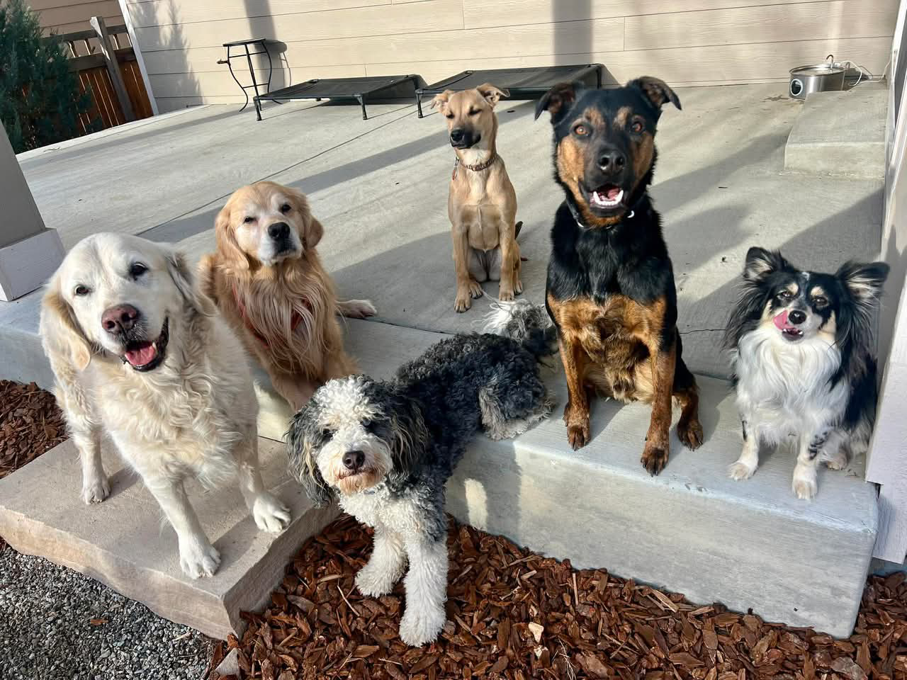 Trusted dog daycare, grooming, training, and dog walking in Erie, CO. Superior Pet Service provides safe, personalized pet care for dogs across Erie, Frederick, and Broomfield.