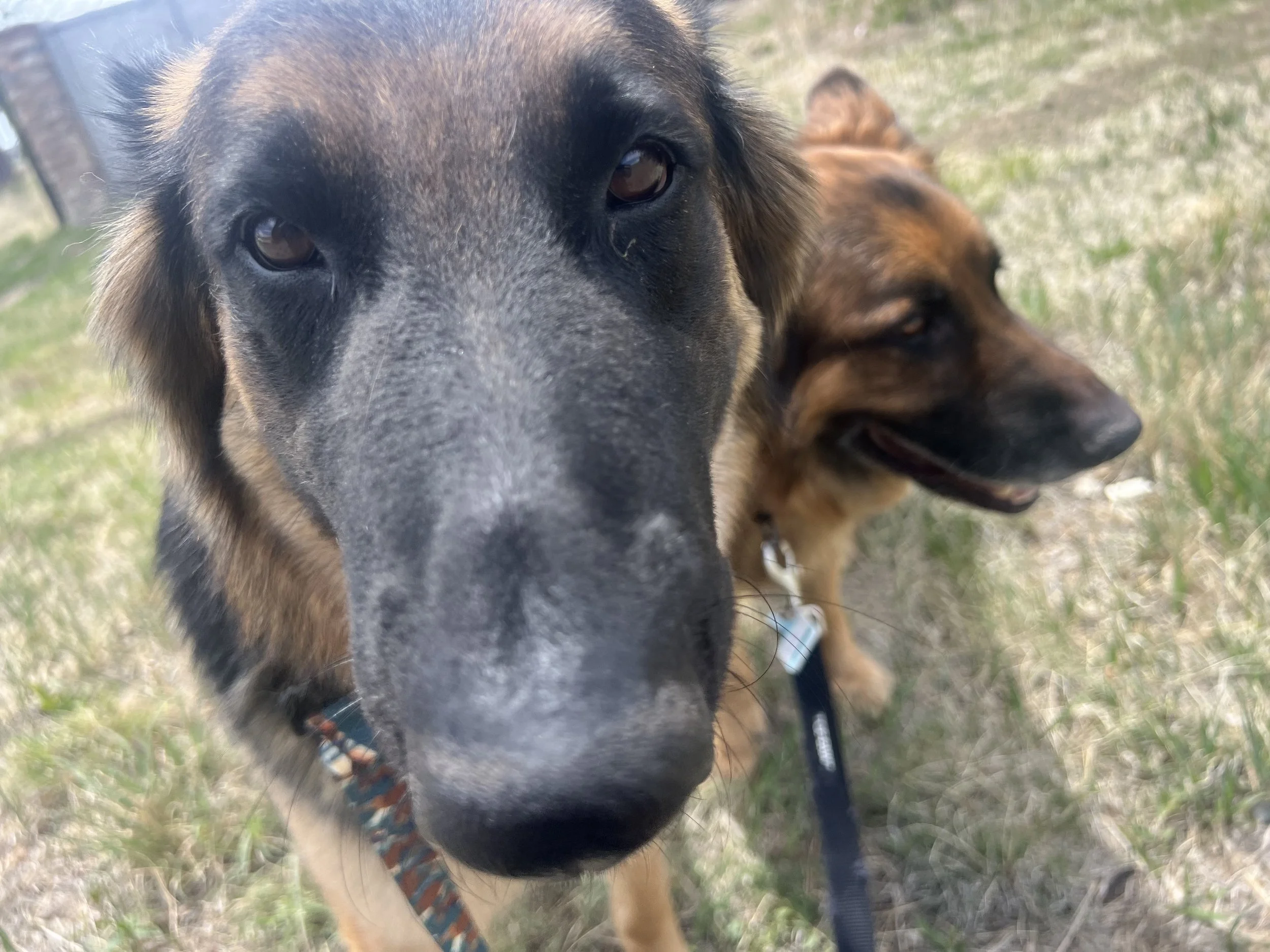 Our top quality dog walkers provide numerous services during dog walks in Erie and Frederick Colorado