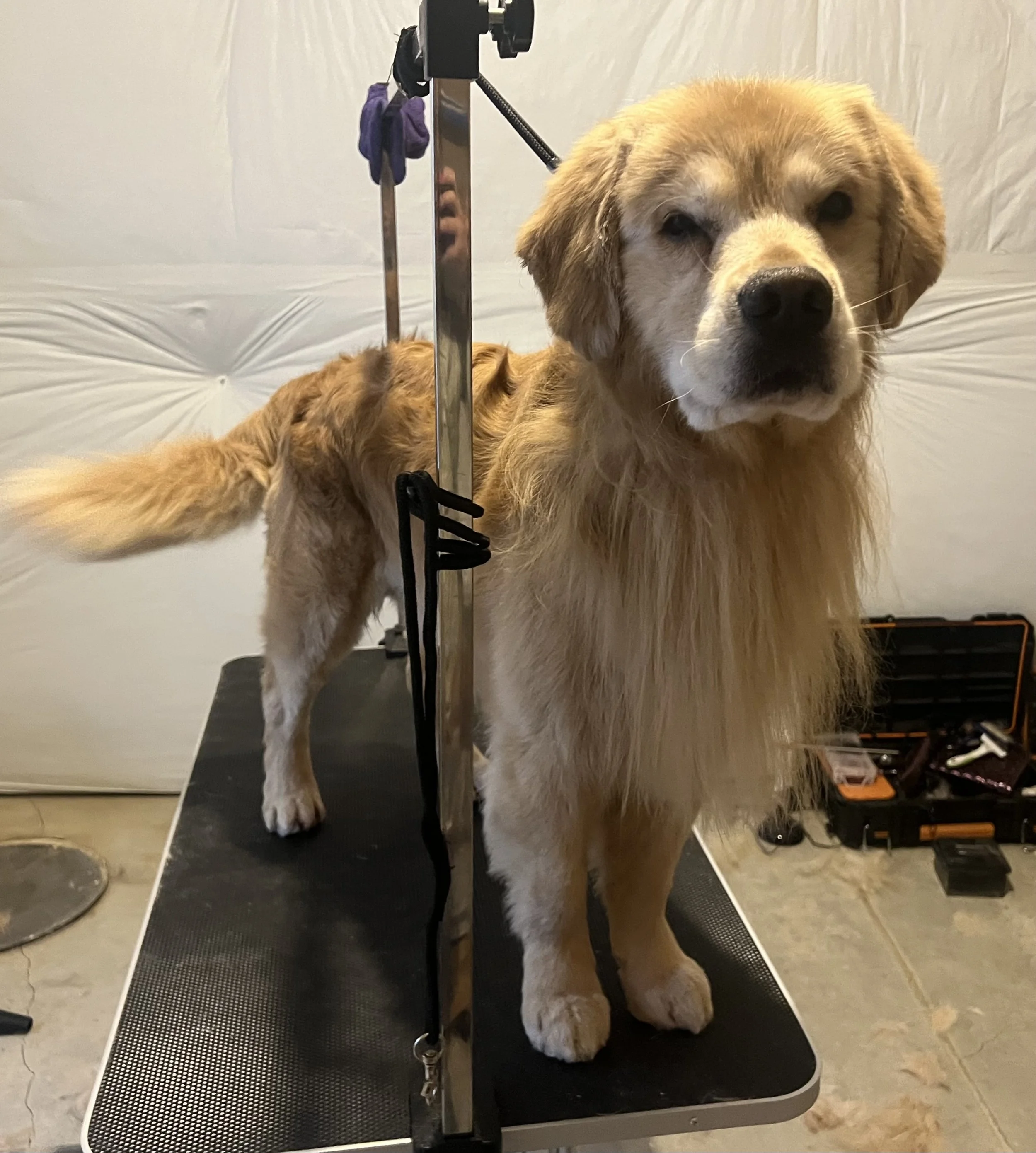 Professional, stress-free dog grooming in a calm home environment near Erie, Frederick, Superior, Broomfield, Westminster & surrounding CO areas — gentle baths, brushing, nail trims & tailored care.