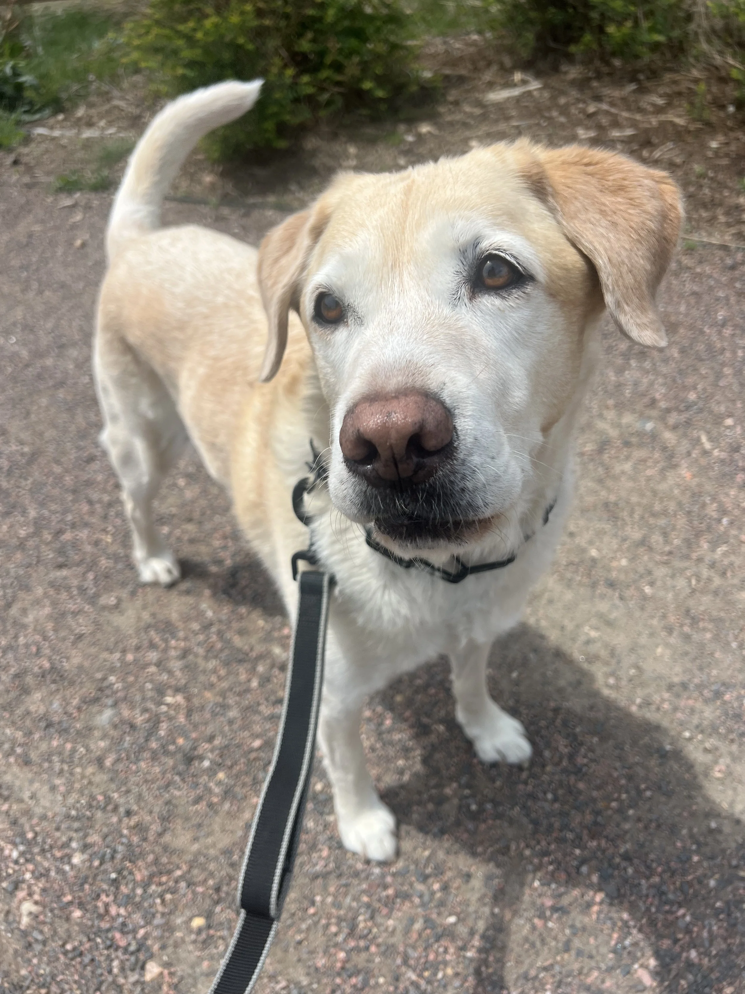 Happy dog on outdoor adventure in Northern Colorado
