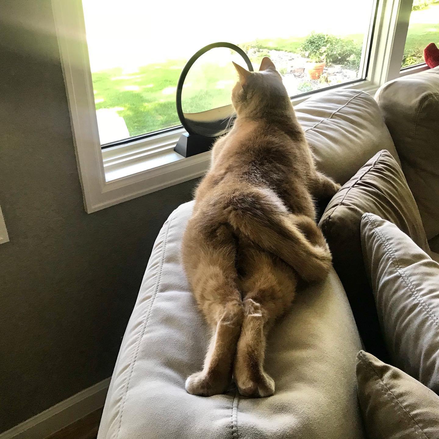 Pet sitter in Frederick CO providing a drop-in visit for a dog at home including feeding and companionship