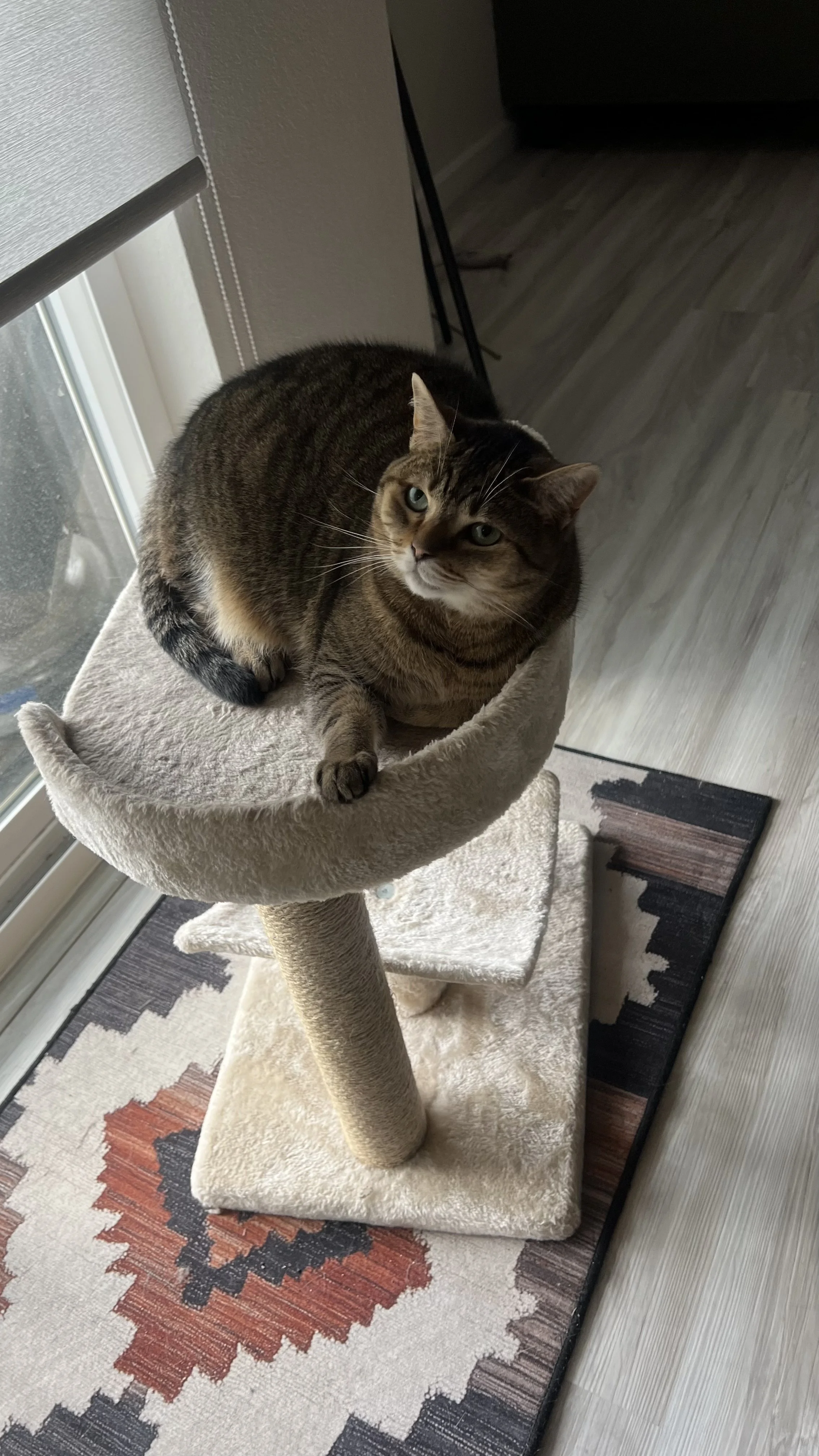 Comfortable cat relaxing at home while receiving professional pet care during its owner's vacation
