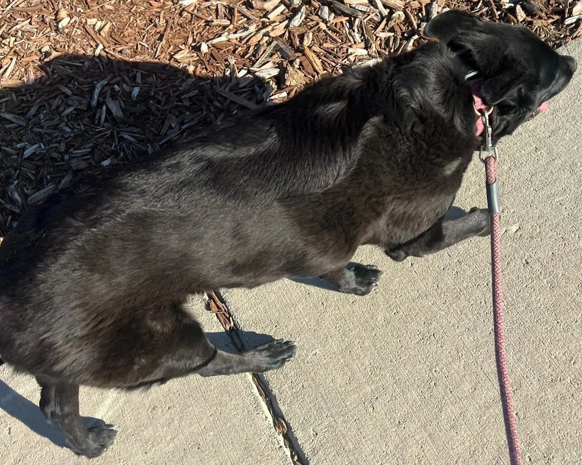 Professional dog walker providing personalized dog walking services in Erie Colorado for busy pet owners.