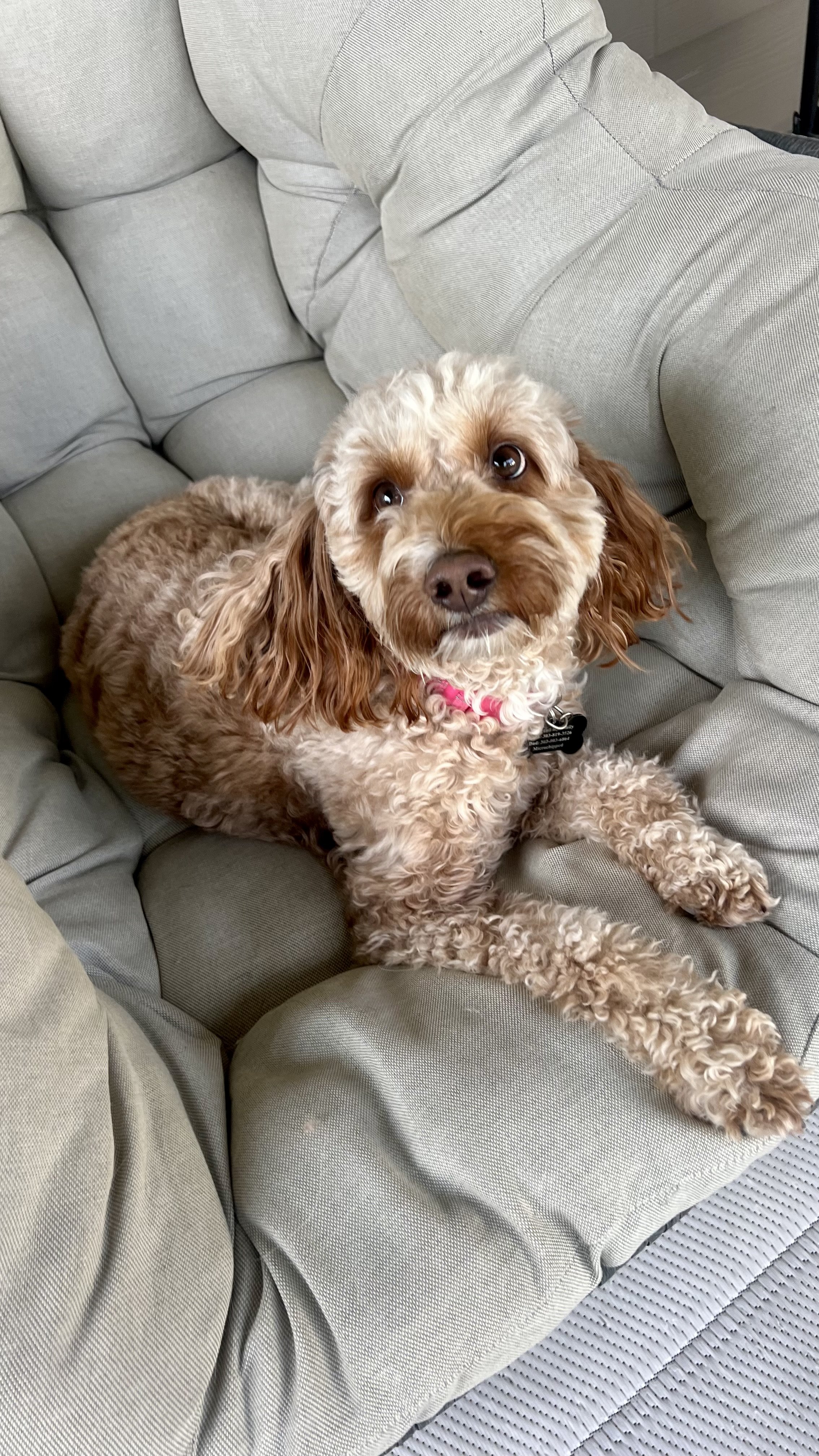 Professional pet sitter providing personalized care and companionship for a puppy in Erie, CO