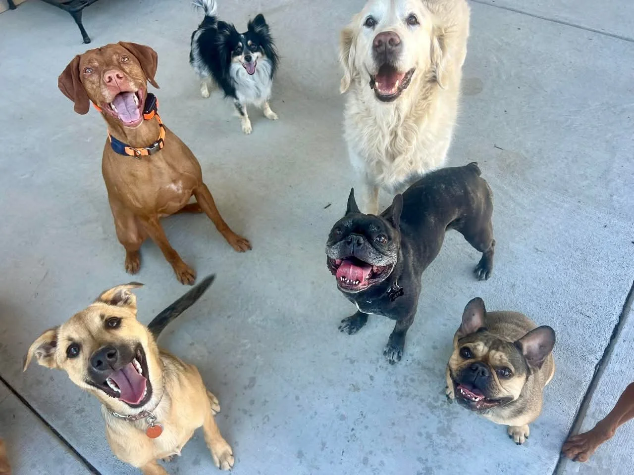 Experienced trainer working with a puppy during positive reinforcement dog training in Broomfield CO, helping owners solve leash pulling, barking, and obedience issues with proven training methods.