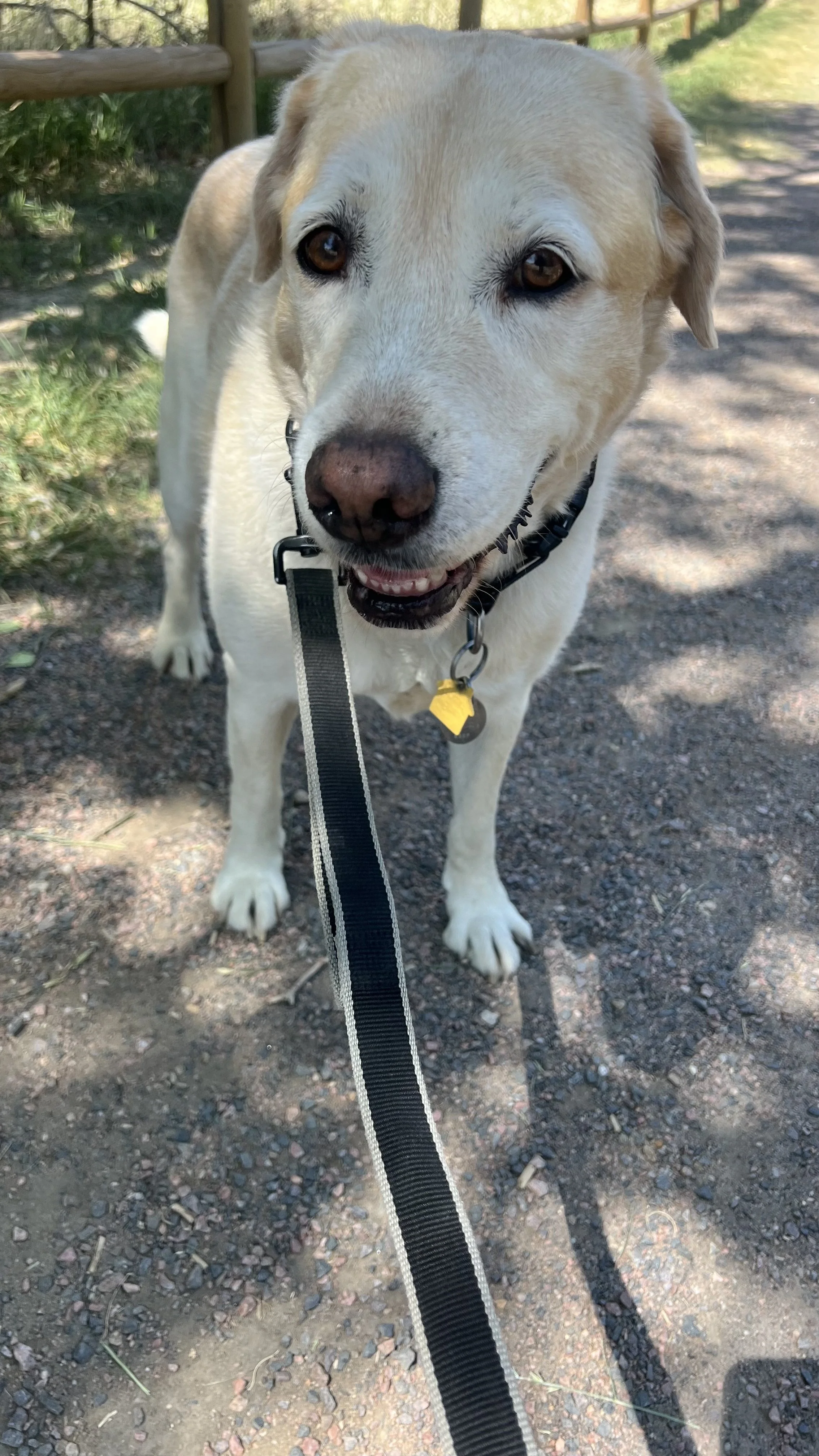 Professional dog walking services helping dogs stay active and happy in Erie, Colorado.