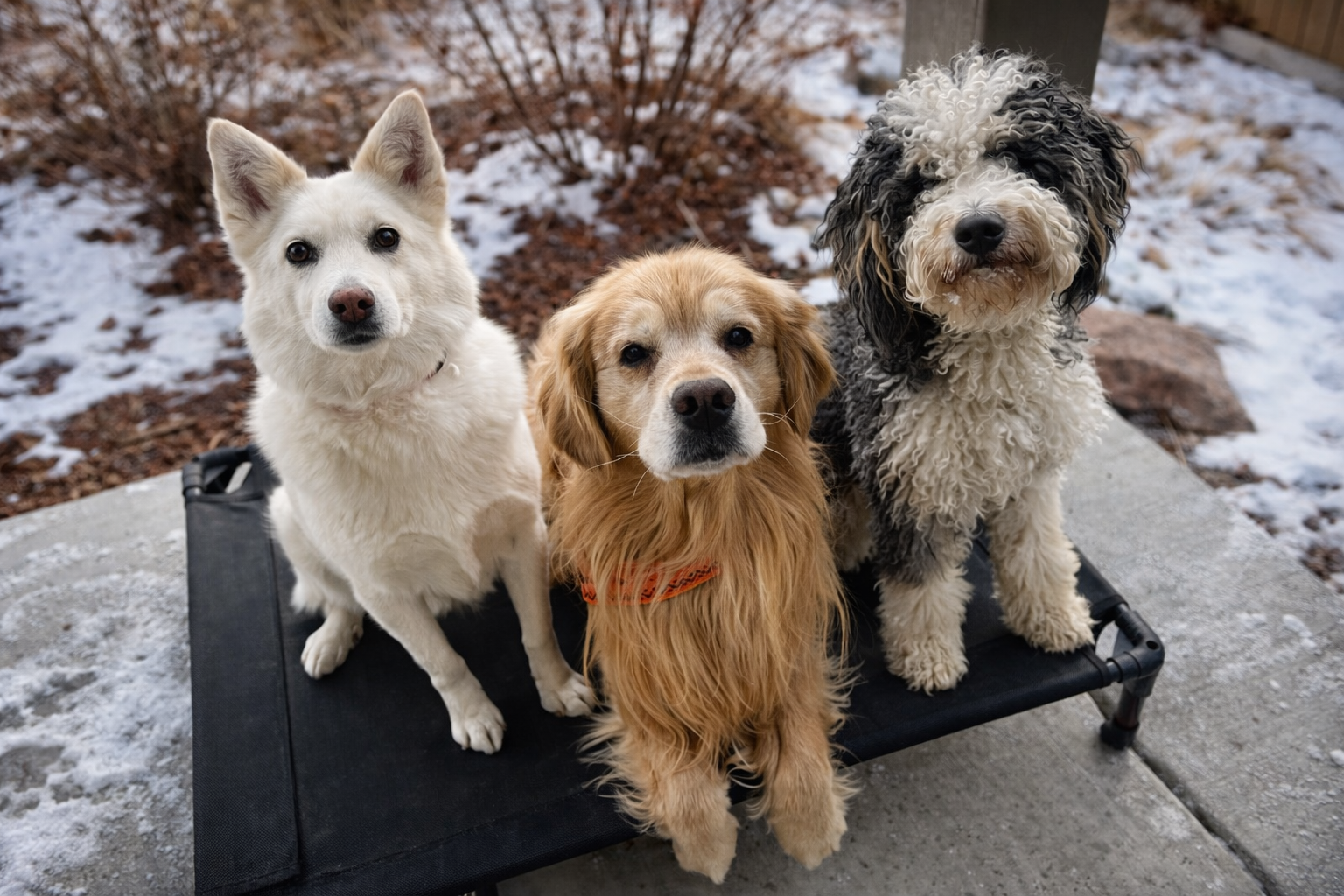 Dog relaxing at home while receiving professional pet care during Christmas