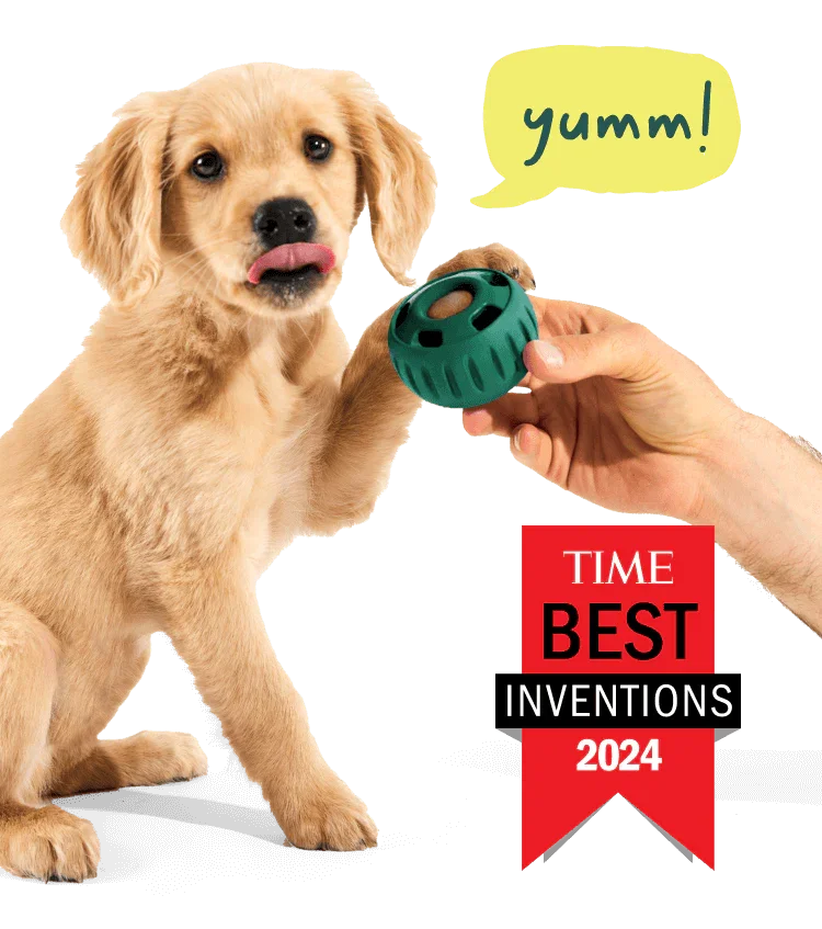 Dog Walking, Dog Walker, Dog Walking Erie, CO, Dog walker Erie, CO, Dog walking Frederick, CO, Dog walking near Erie, CO, Dog walker near Erie, CO, Dog walker near Broomfield, CO