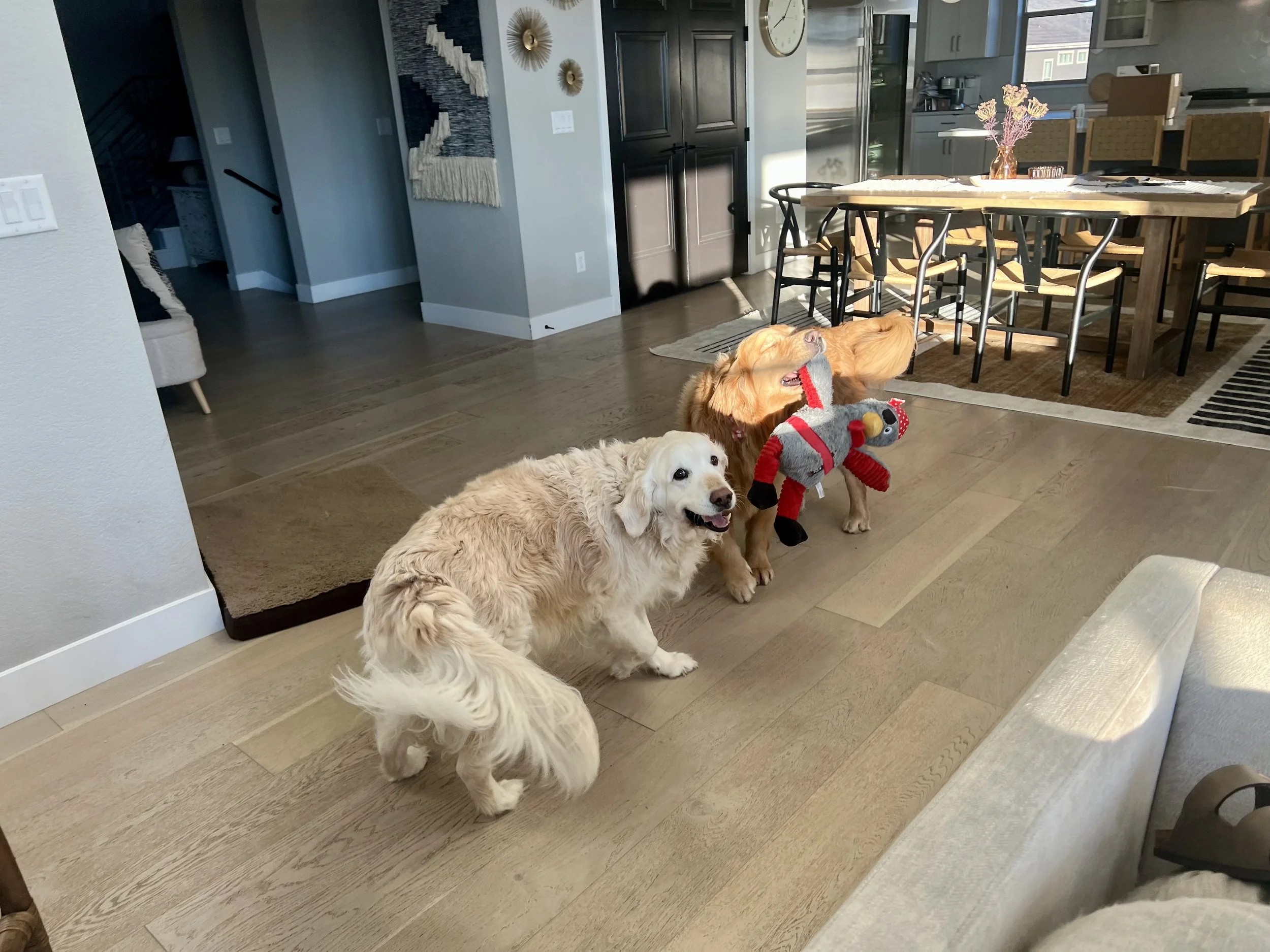 Professional pet sitter in Frederick CO caring for a dog and cat in a home environment with personalized attention