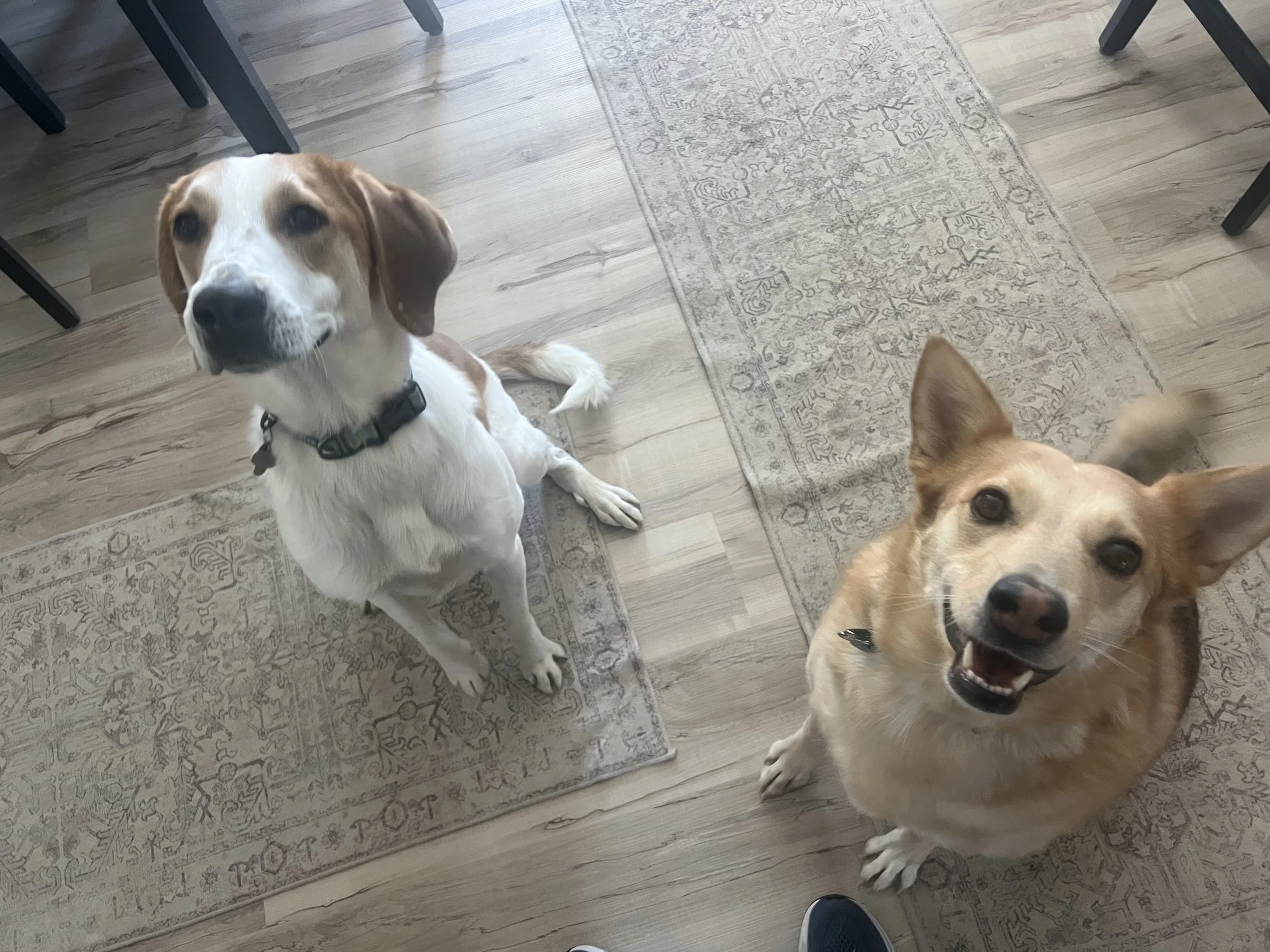 Colorado dogs enjoying in-home pet sitting care while owners travel during summer vacation season.