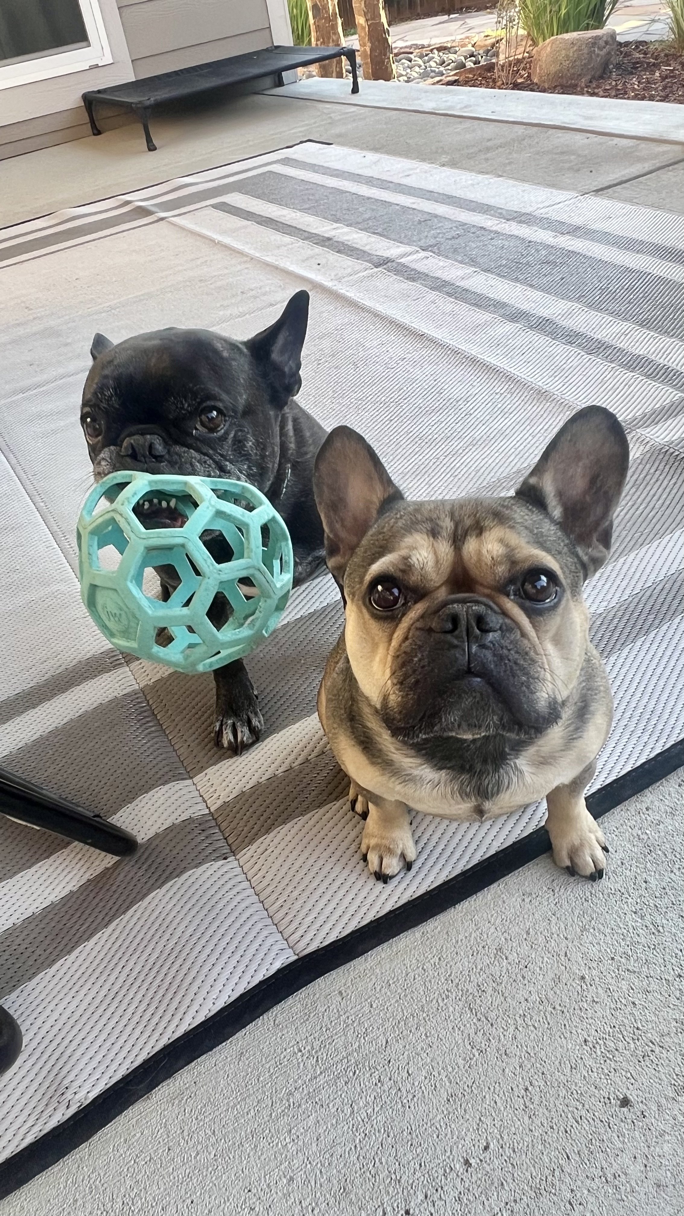 Puppy enjoying playtime and mental enrichment during a midday pet sitting visit in Erie, Colorado