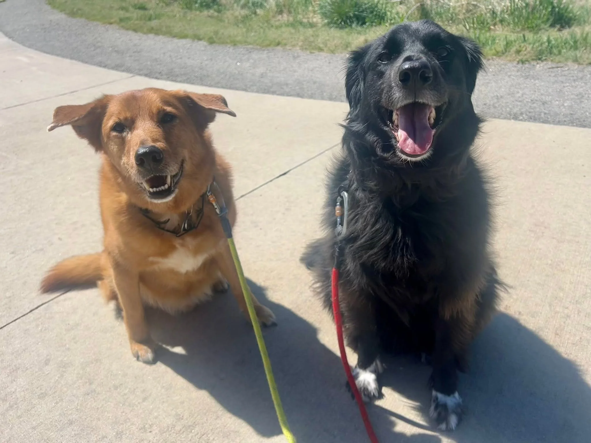 Professional dog walker taking a dog on a back-to-school midday walk in Erie, CO