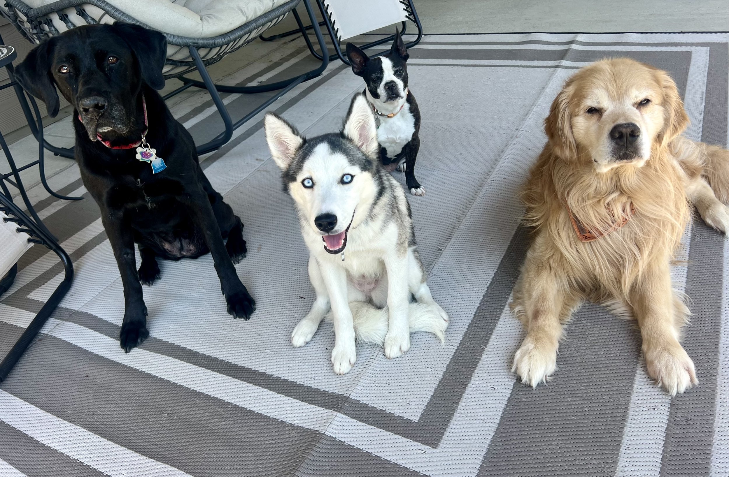 Happy dogs receiving personalized care in a comfortable homestyle boarding environment near Erie, Colorado