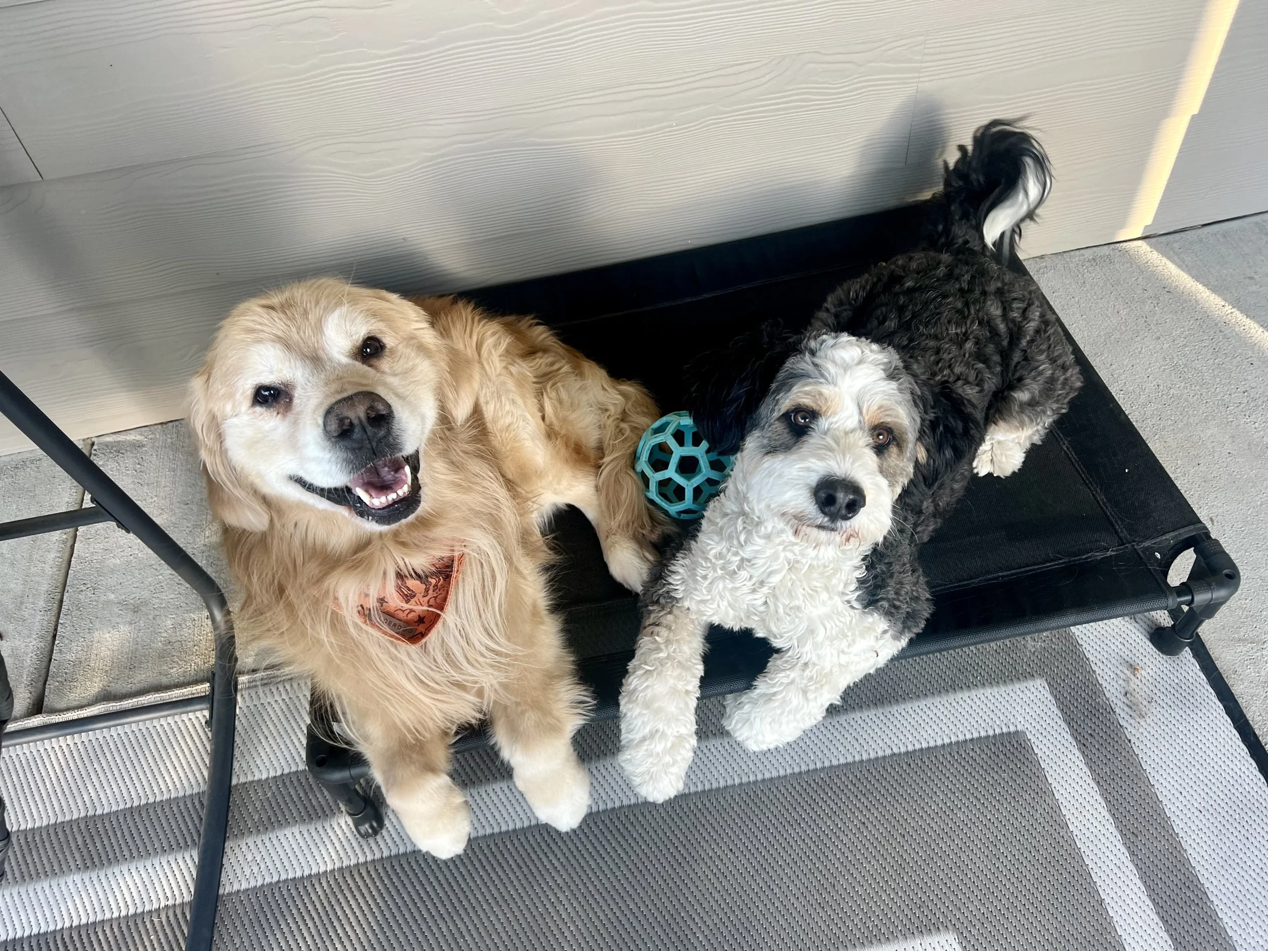 Dog using a puzzle enrichment toy while staying at doggie daycare during the school day