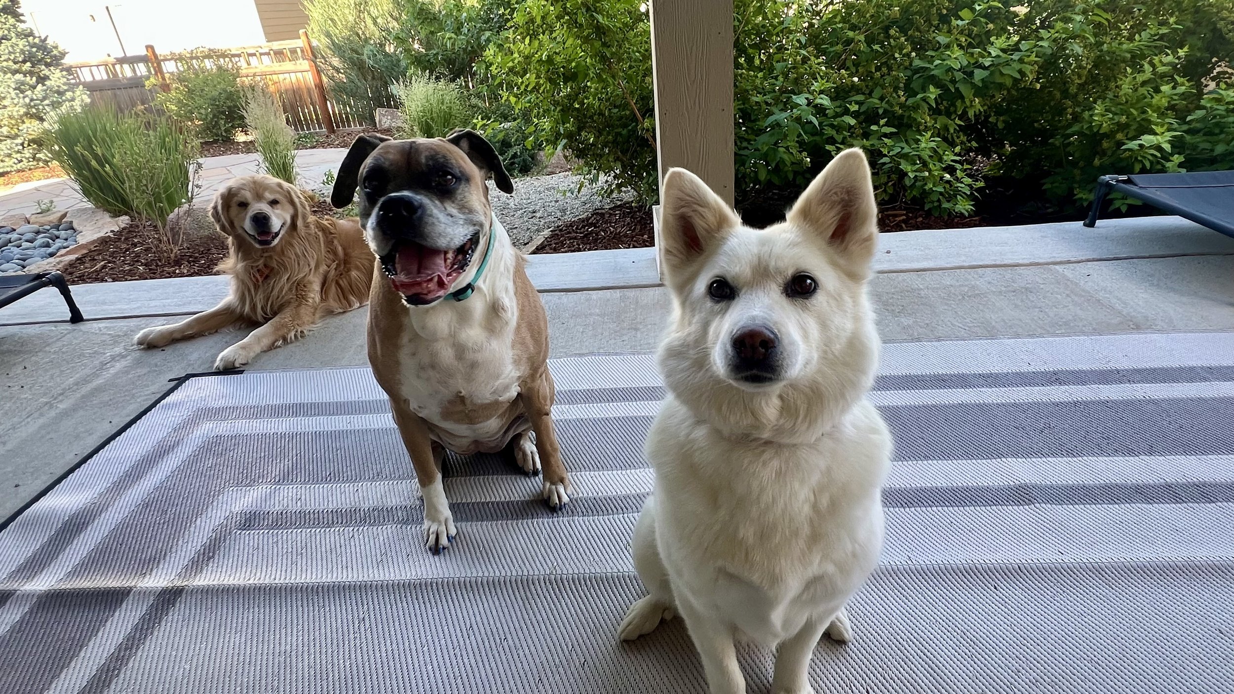 Comparison of homestyle dog boarding and traditional kennel boarding in Colorado with a focus on comfort and personalized care.