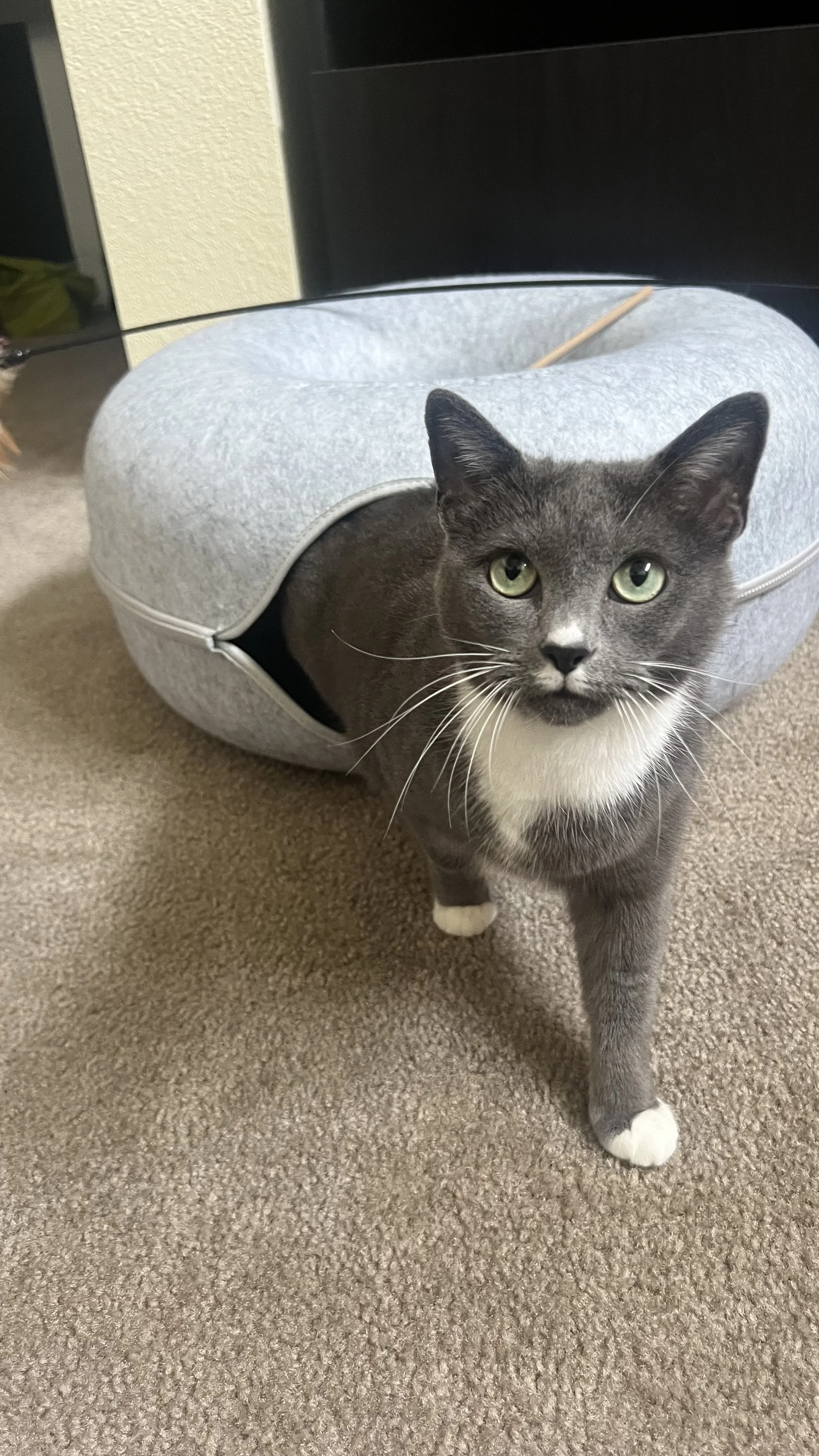 Professional cat sitter providing personalized in-home care for a cat in Erie, Colorado