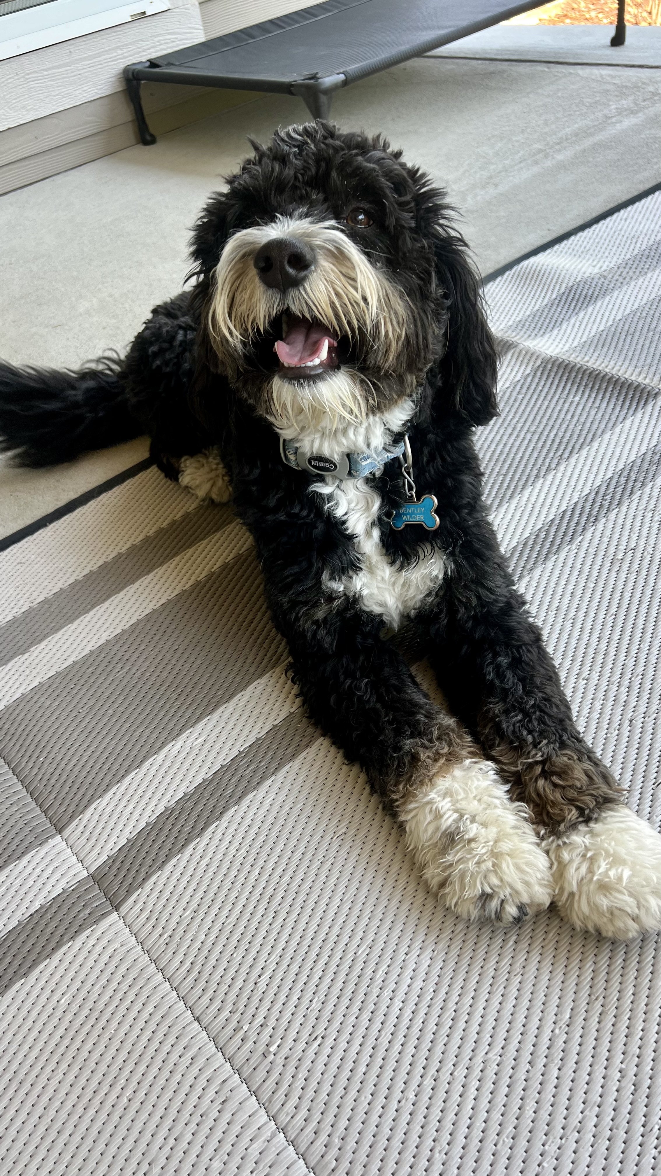 Puppy relaxing at home while its owner is away at work