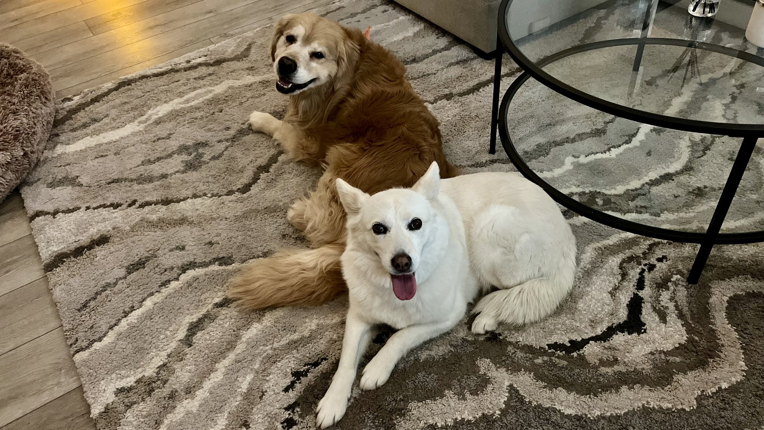 Calm dogs being looked after during fireworks in a homestyle boarding environment in Erie and Frederick Colorado