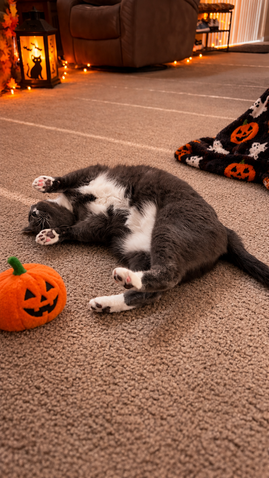 Relaxed cat lounging comfortably indoors beside a plush Halloween pumpkin, highlighting stress-free in-home cat sitting and pet care from Superior Pet Service in Erie, Colorado, serving Frederick, Broomfield, Lafayette, and surrounding areas.