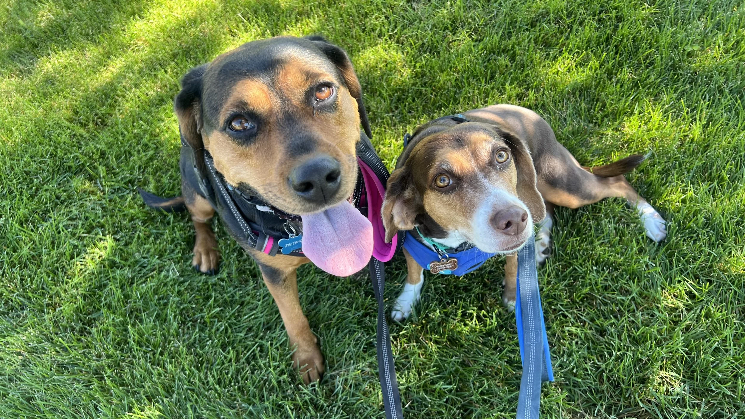 Professional dog walker providing a private neighborhood walk in Erie, Colorado