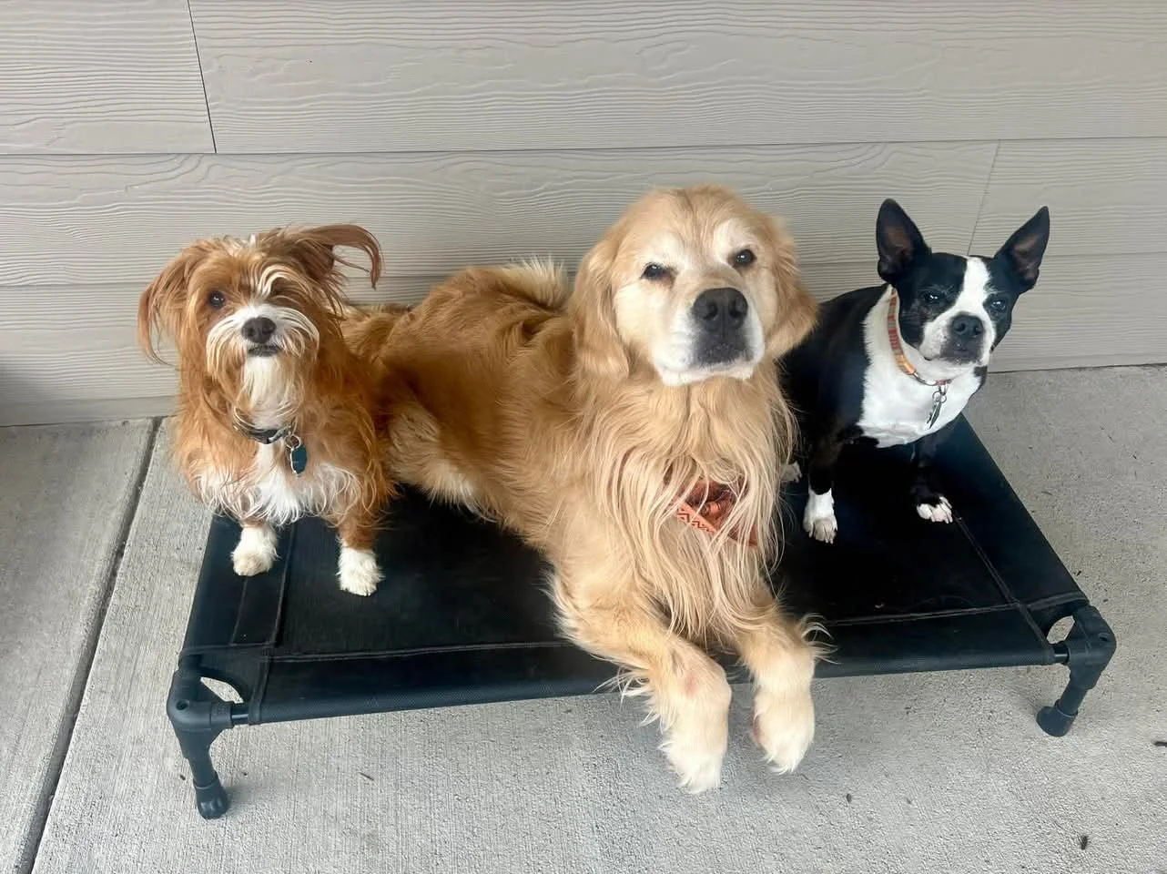 Safe and supervised dog daycare and boarding near Frederick Colorado where dogs socialize, play, and relax in a comfortable home-style environment designed for busy pet parents needing reliable care.