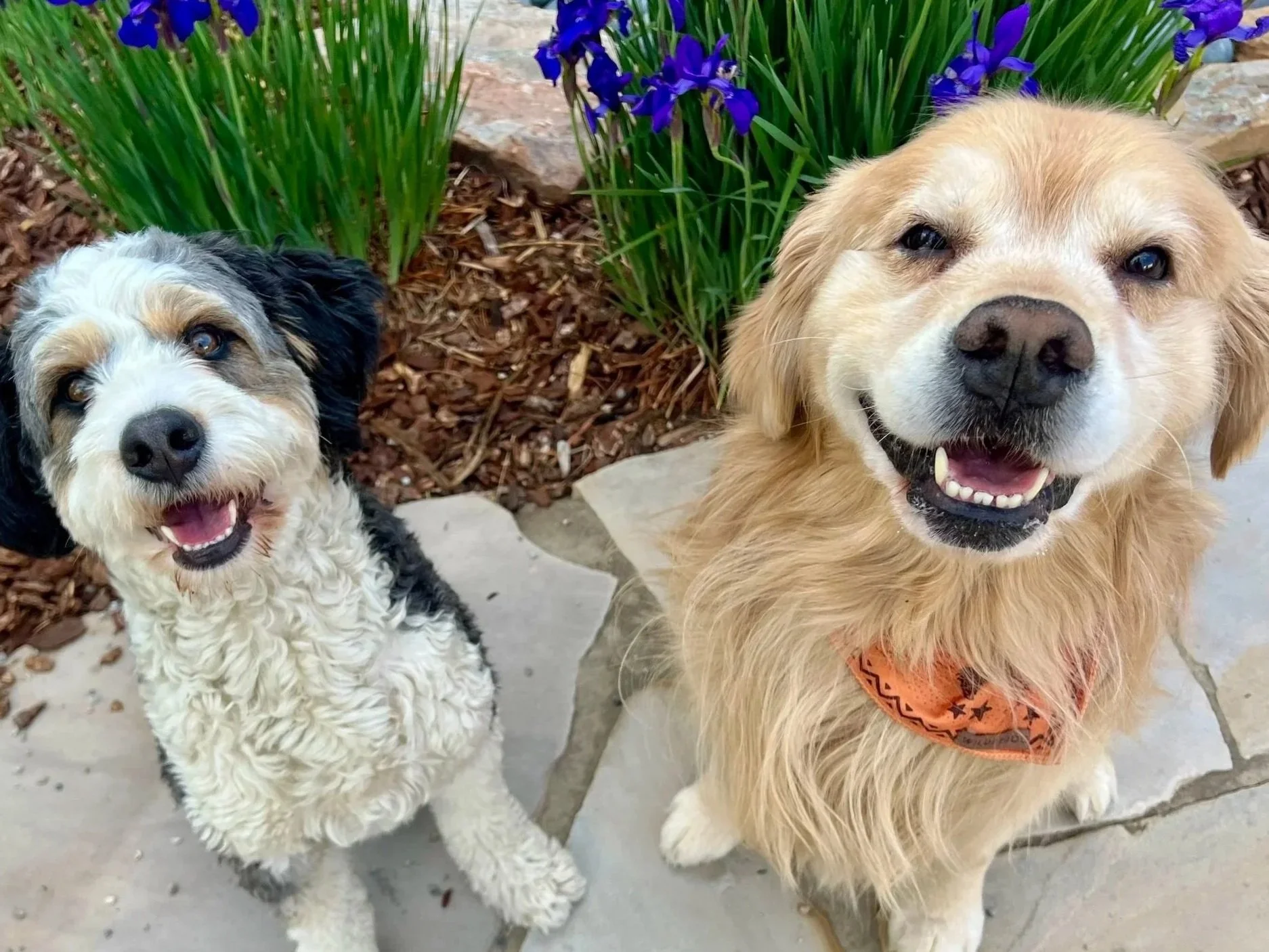 Professional dog boarding services in Broomfield Colorado offering home-style pet care, dog daycare, and overnight boarding