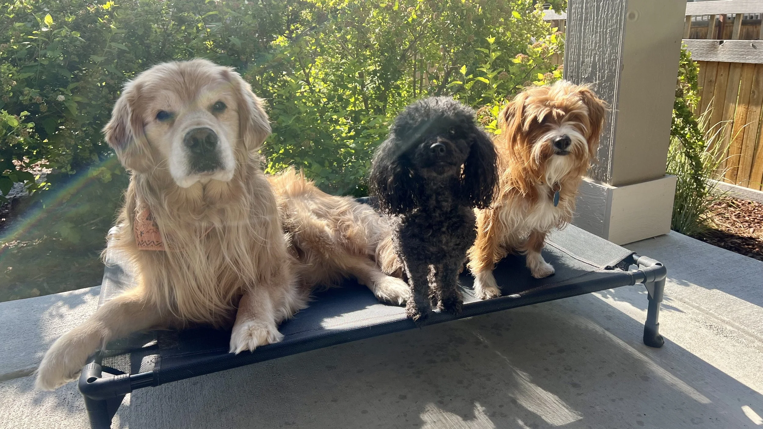 Happy dogs enjoying professional dog boarding and socializing during summer vacation in Frederick Colorado.