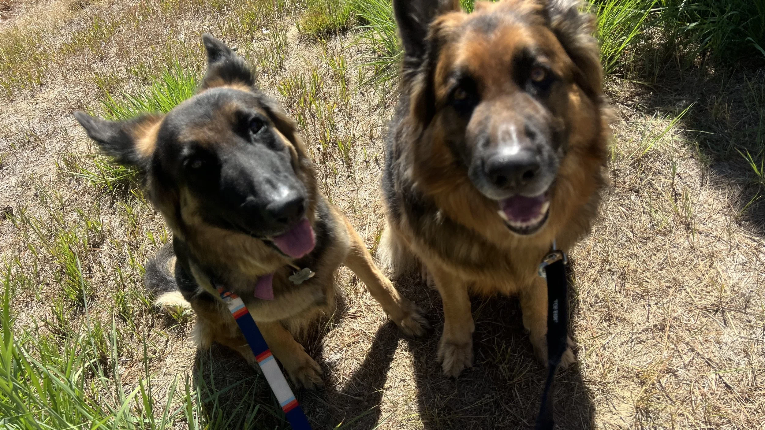 Professional dog walker providing a midday walk for a happy dog in Erie, Colorado