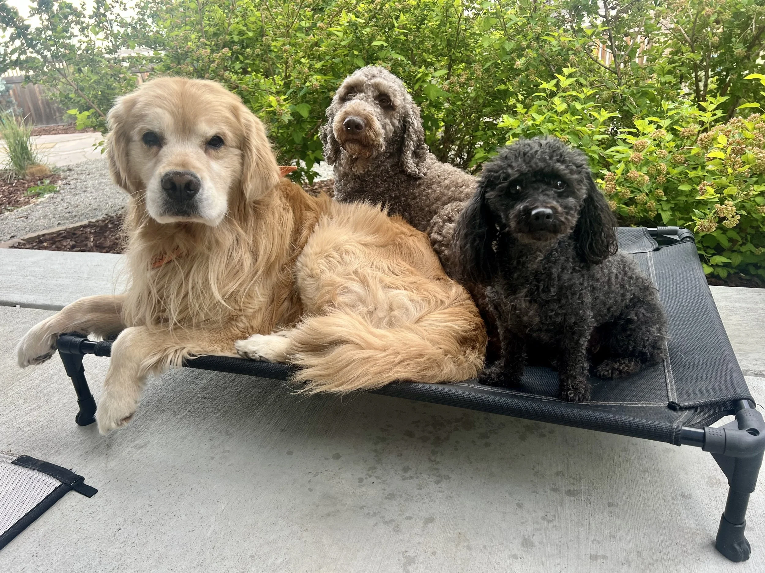 Professional board and train program in Erie Colorado helping dogs improve obedience, leash manners, and behavior during summer boarding.