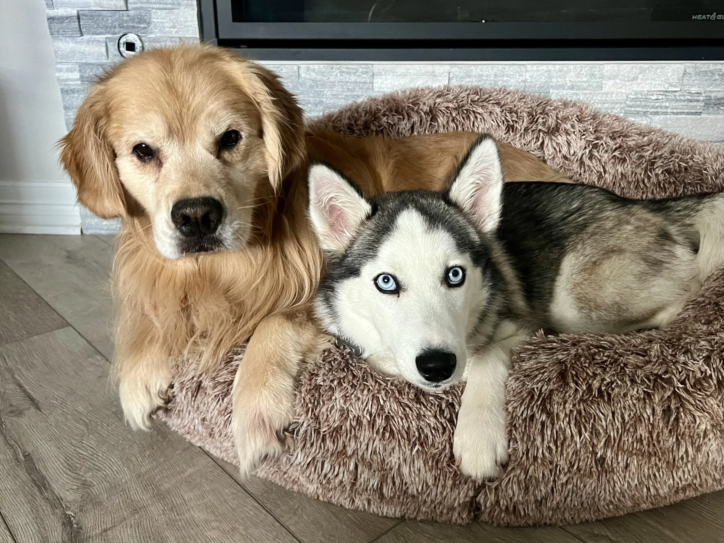 Pet sitter maintaining a dog's normal feeding and care routine at home in Erie, Colorado