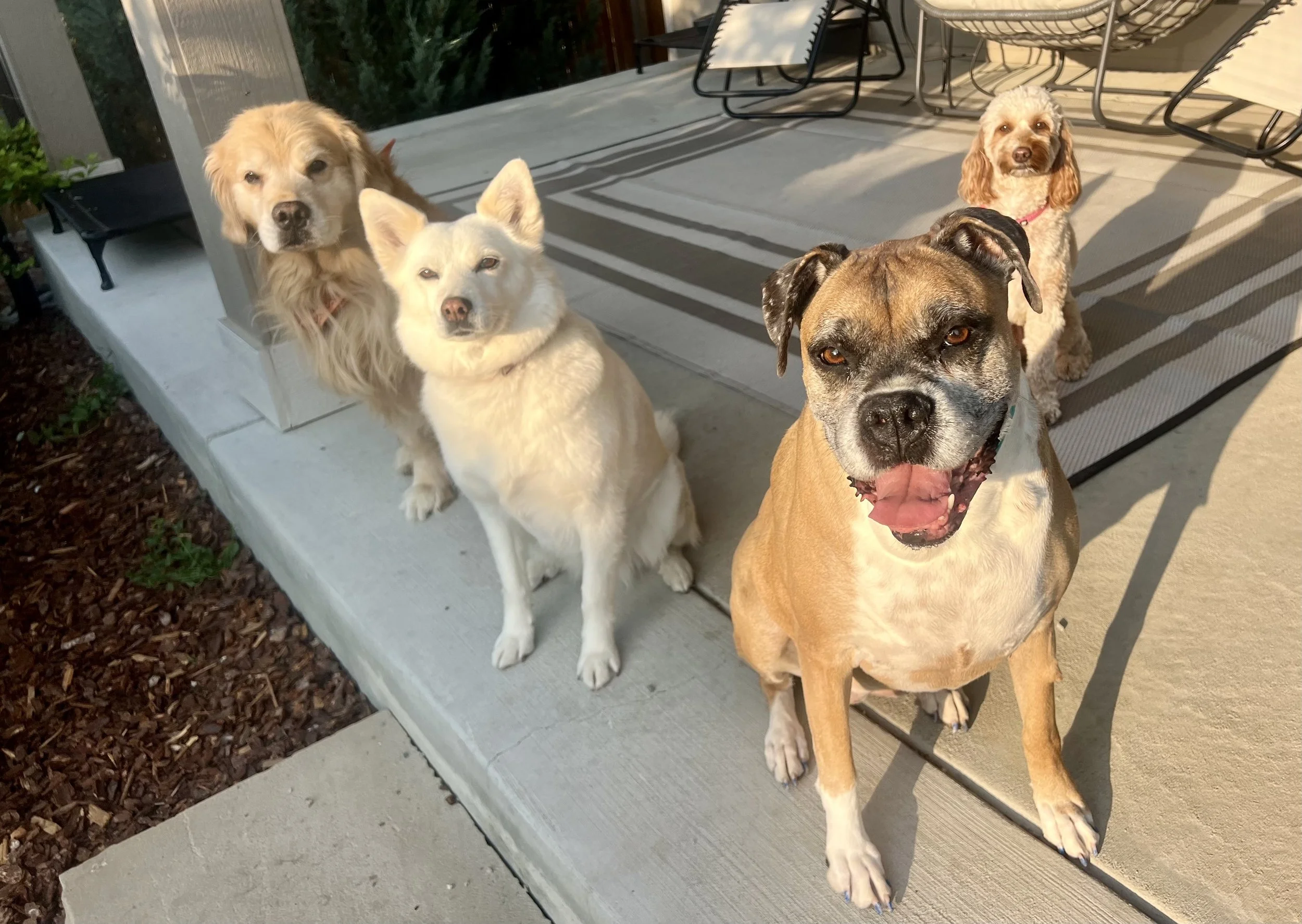 Homestyle dog boarding in Frederick Colorado offering a calm home environment, overnight care, and personalized attention.
