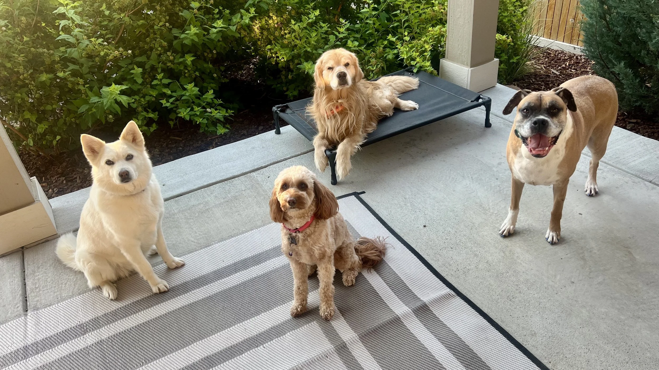 Dog relaxing in a comfortable homestyle dog boarding environment in Erie Colorado with personalized care and supervision.