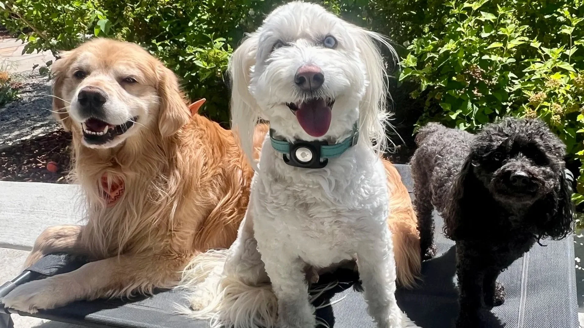 Happy dogs enjoying professional dog boarding services during summer vacation in Erie Colorado.
