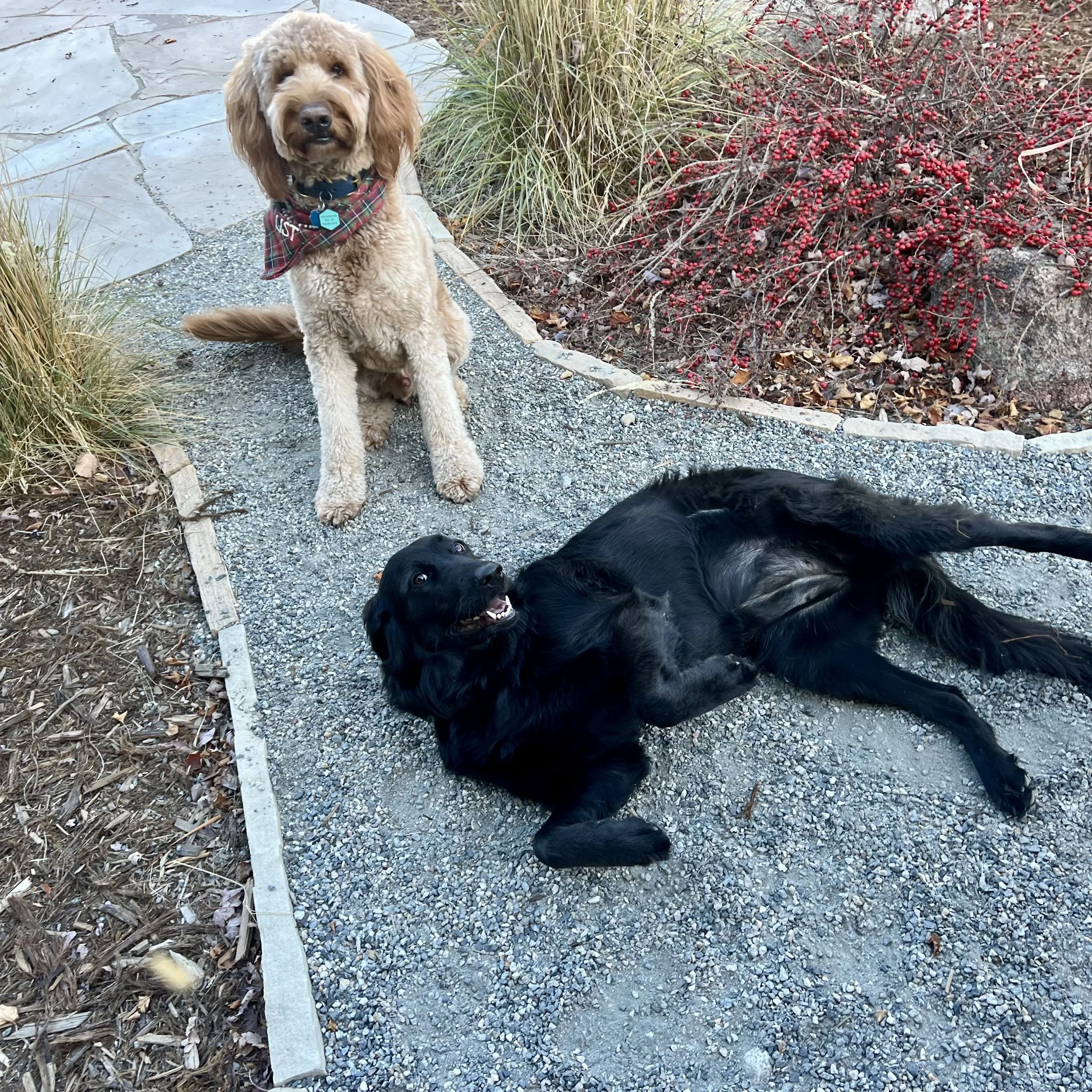 Dogs relaxing during a home-style holiday boarding stay near Erie, Colorado
