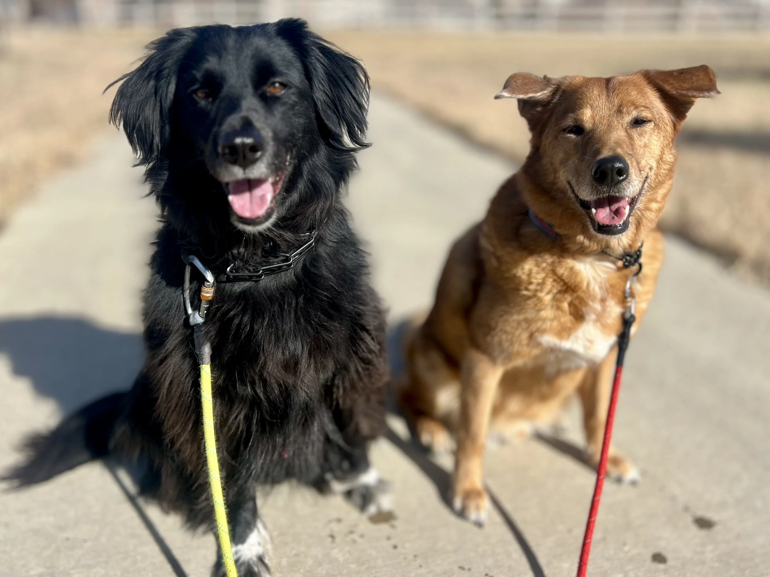 dog walking Erie CO, pet sitting Erie, dog walker near me, dog boarding Erie Colorado, pet care near me, dog walking 80516