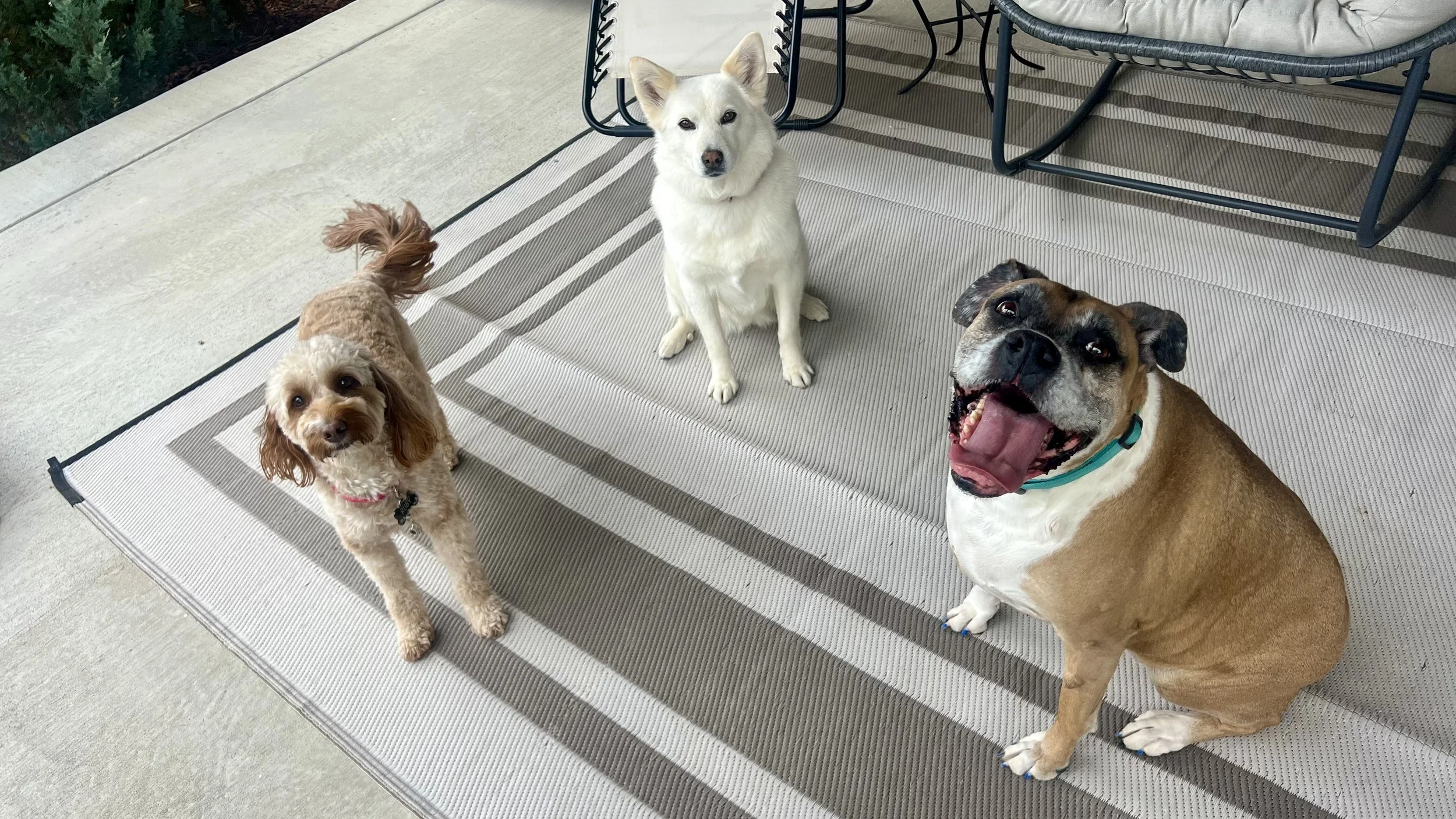Small group dog boarding in Erie Colorado designed for safe socialization, comfort, and more personalized pet care.