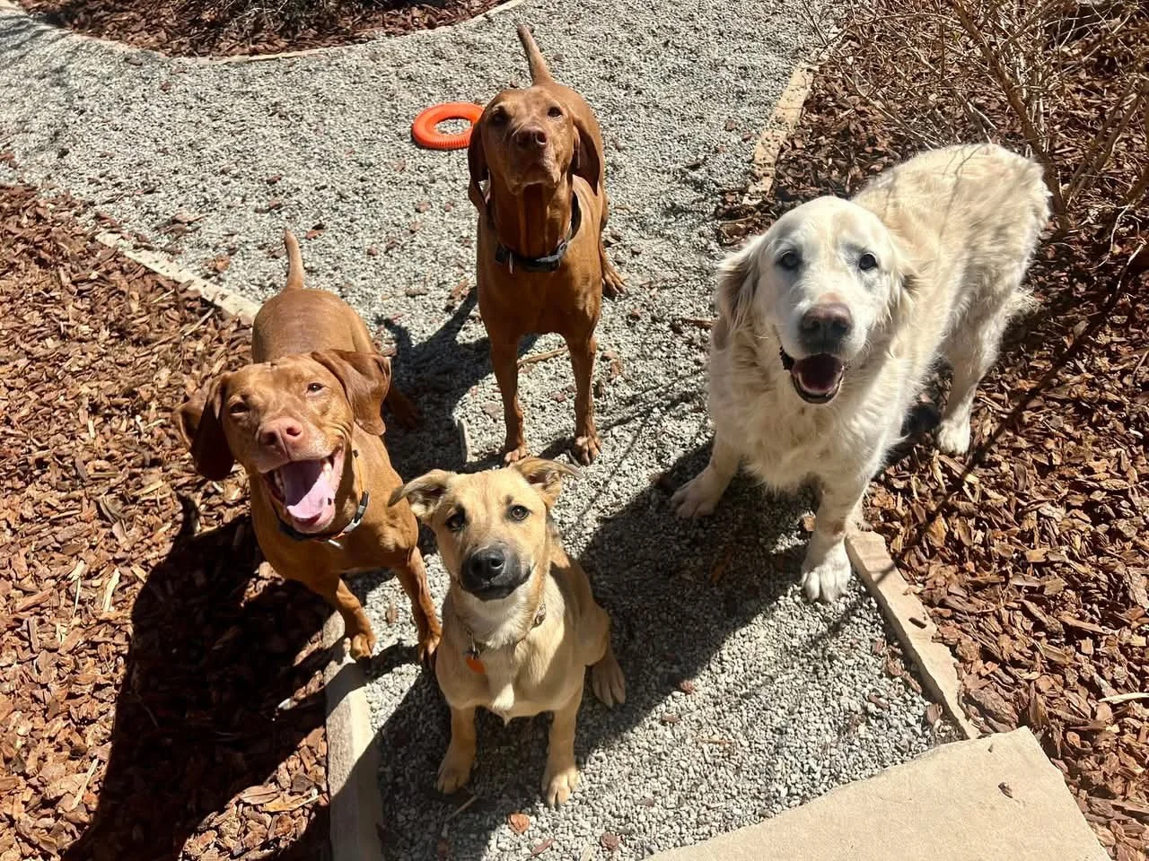 Happy dog enjoying a calm grooming session at a low-stress dog grooming service near Louisville Colorado, offering personalized grooming appointments for dogs who need gentle care and professional styling.