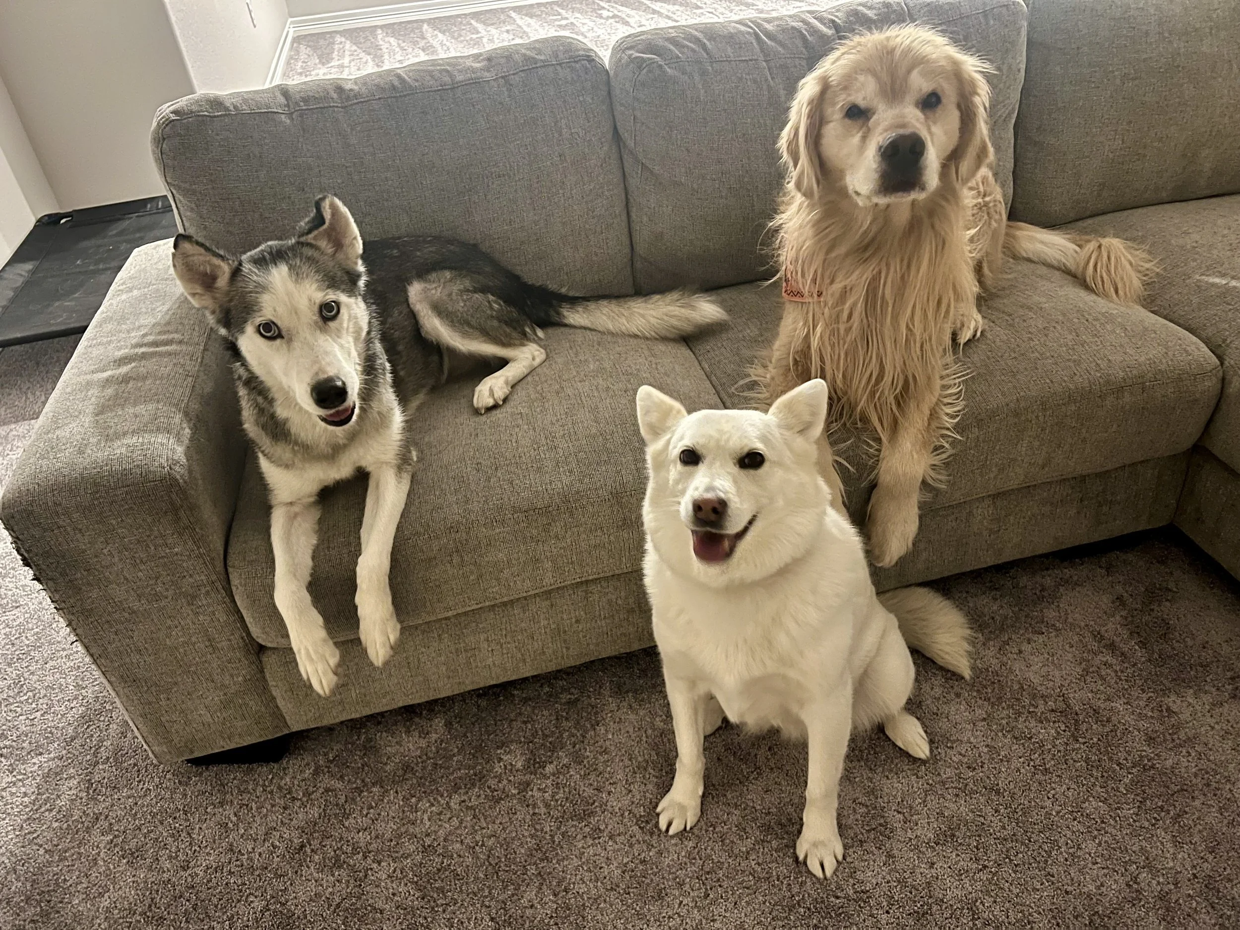 Dogs enjoying comfortable homestyle boarding during the holidays near Erie, Colorado