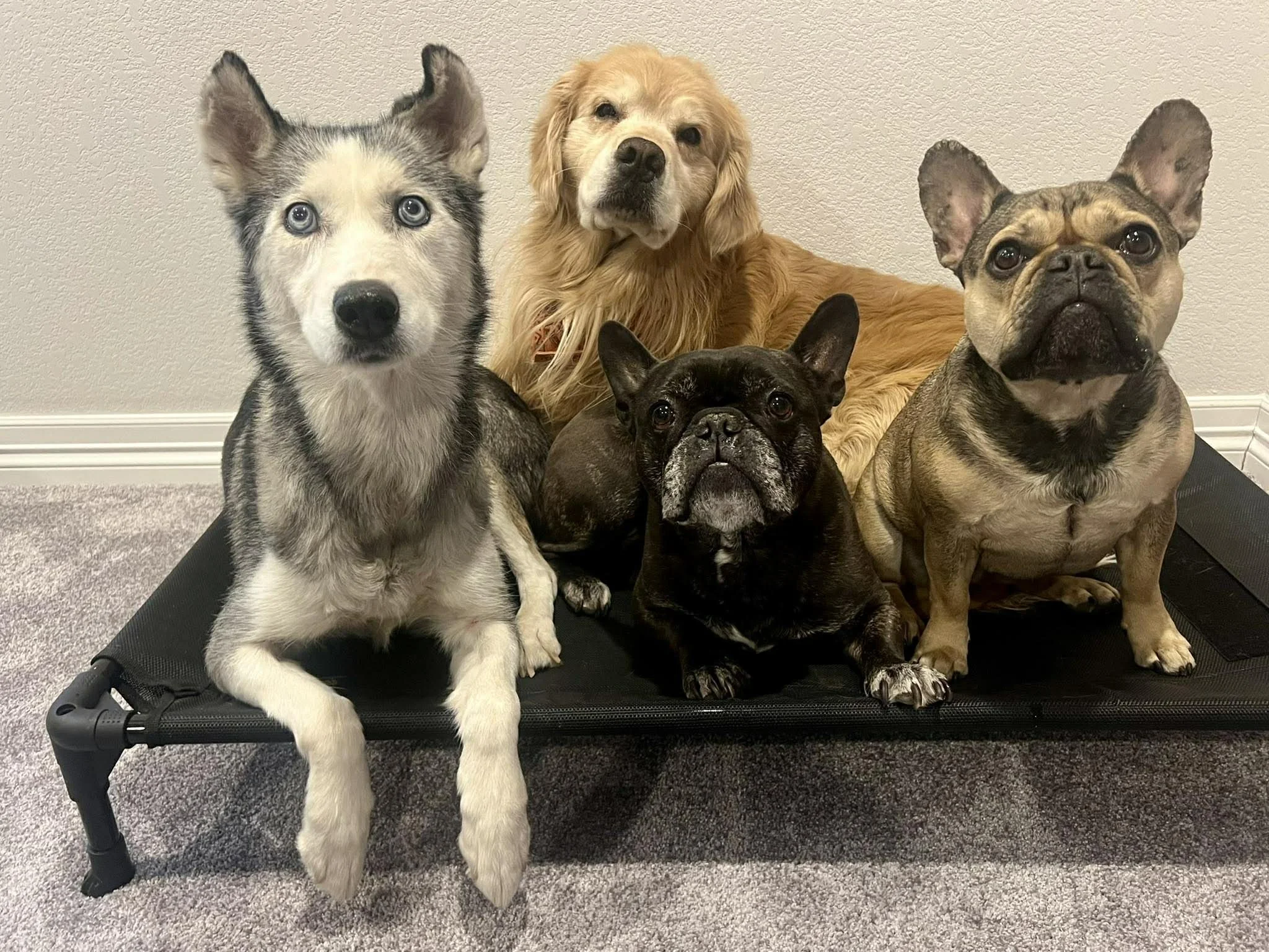 Dogs from Superior Pet Service flexible pet care jobs