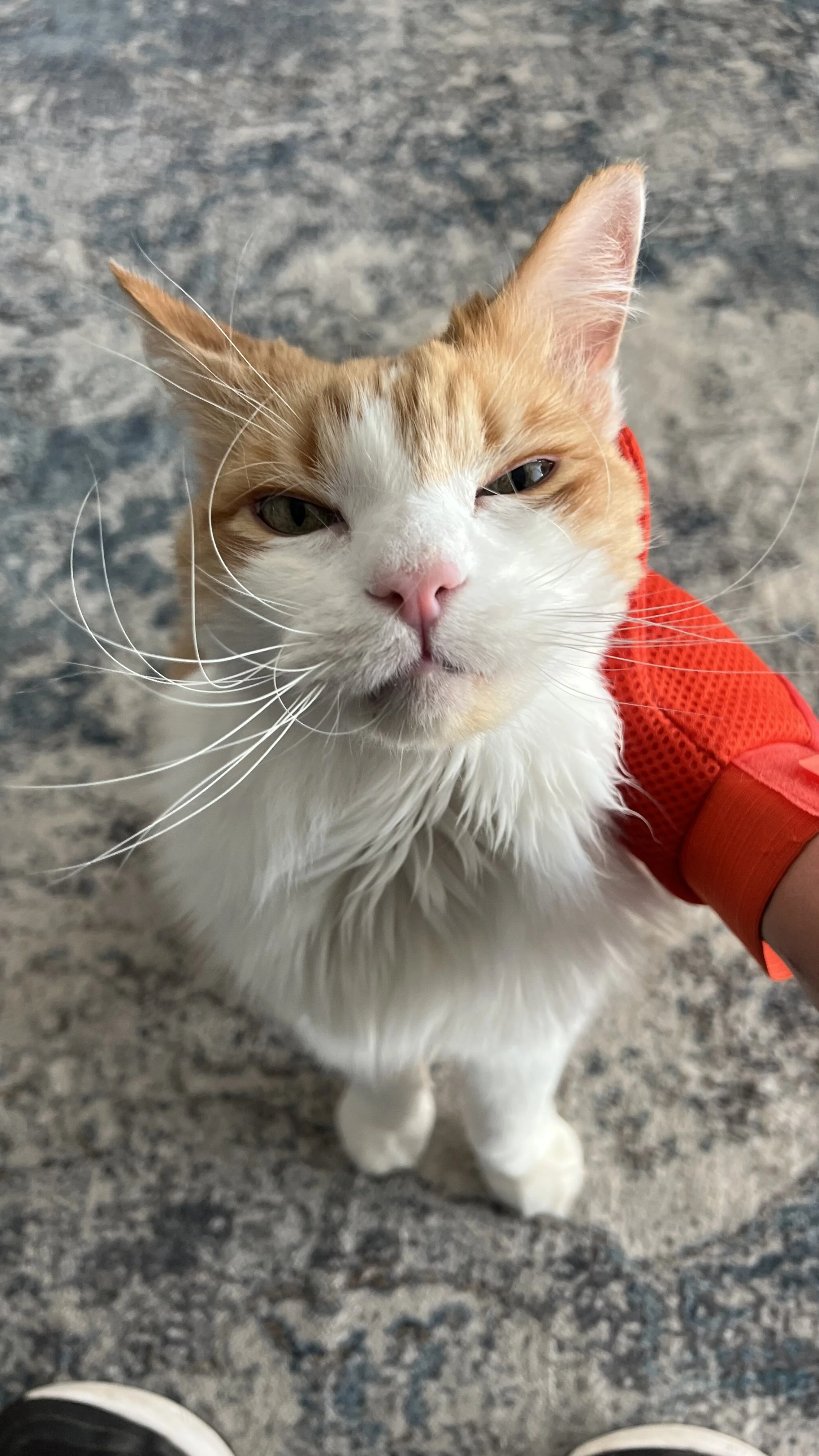 Cat receiving attention and companionship during a daily drop-in pet-sitting visit in Erie, Colorado