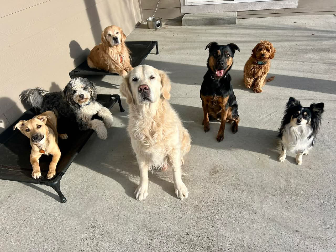 Trainer guiding a young dog through puppy obedience training in Erie and Frederick Colorado, helping new dog owners build strong behavior habits and a well-mannered companion.