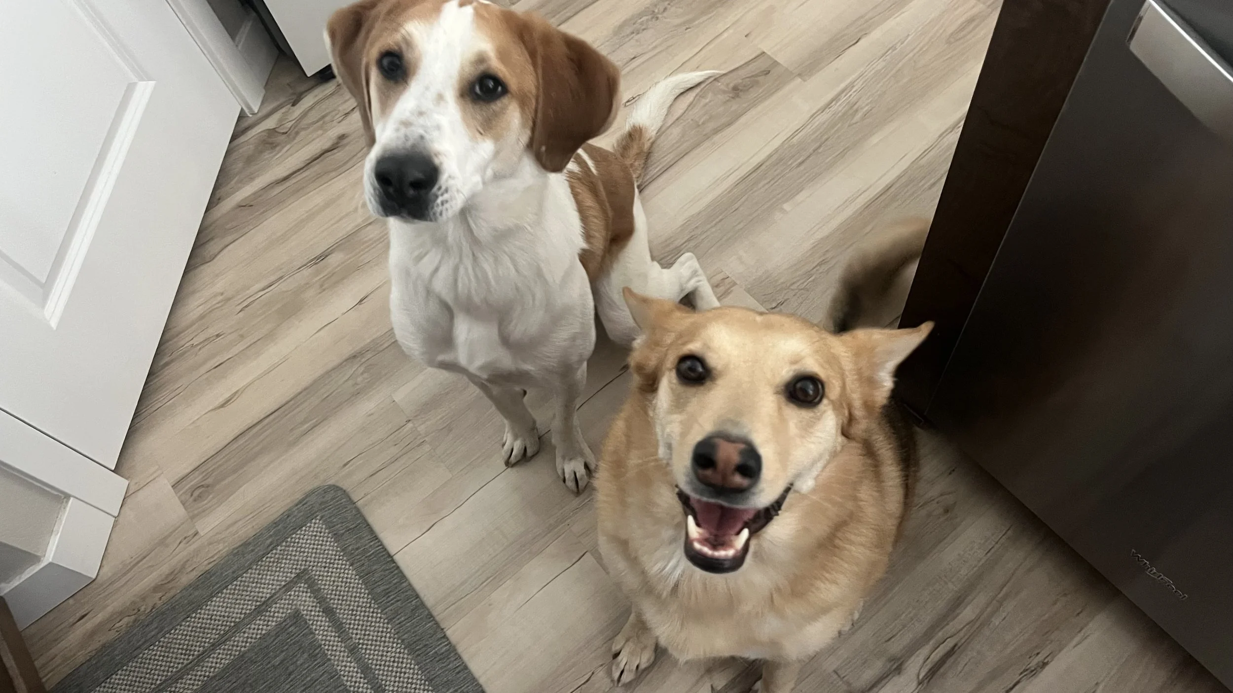 Happy dog enjoying professional pet sitting services staying at home during summer vacation in Erie Colorado.